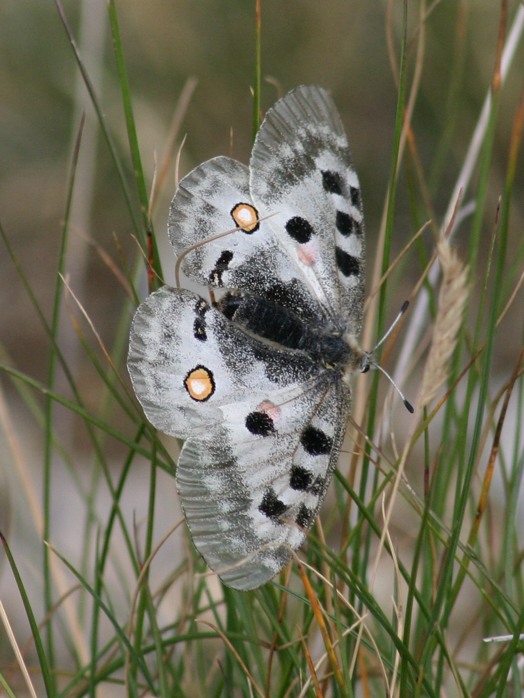 parnassius_apollo4sd