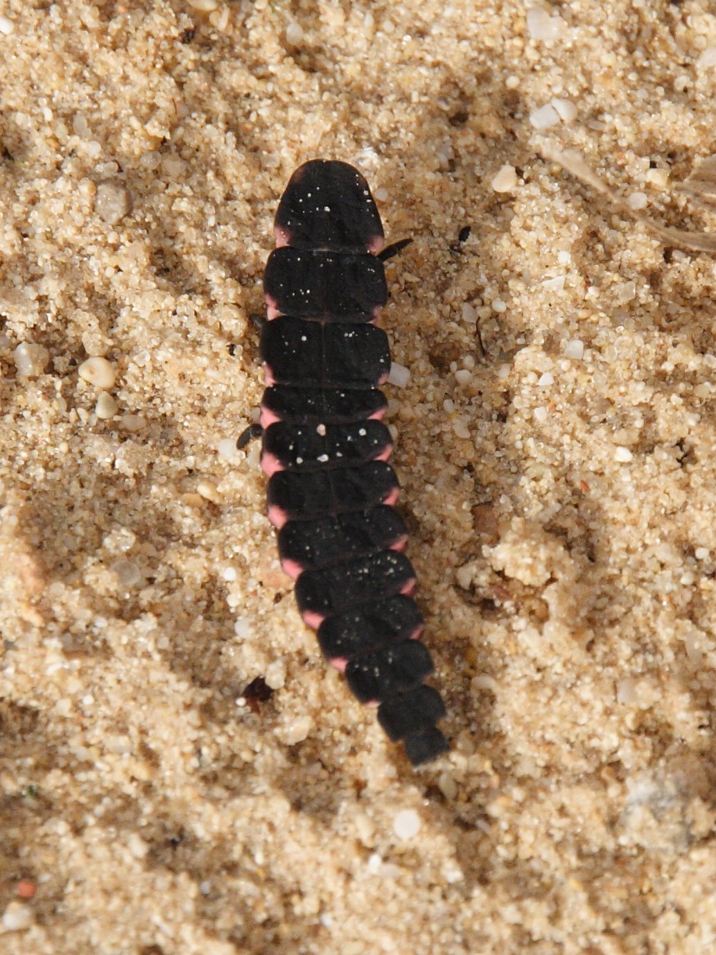 Afficher le média pelania_mauritanica_larv2bd pelania_mauritanica_larv2bd