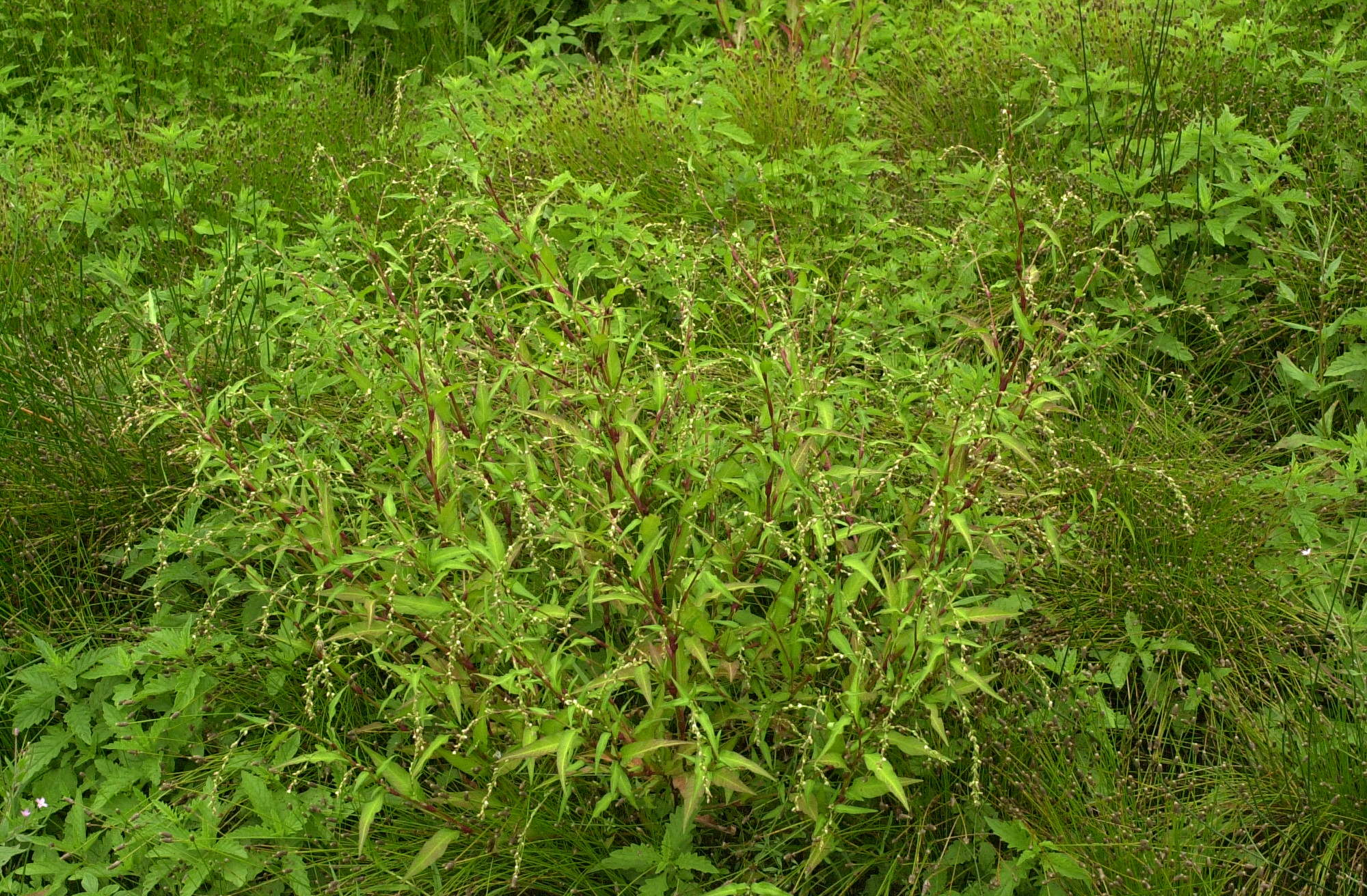 Afficher le média persicaria_hydropiper1md persicaria_hydropiper1md