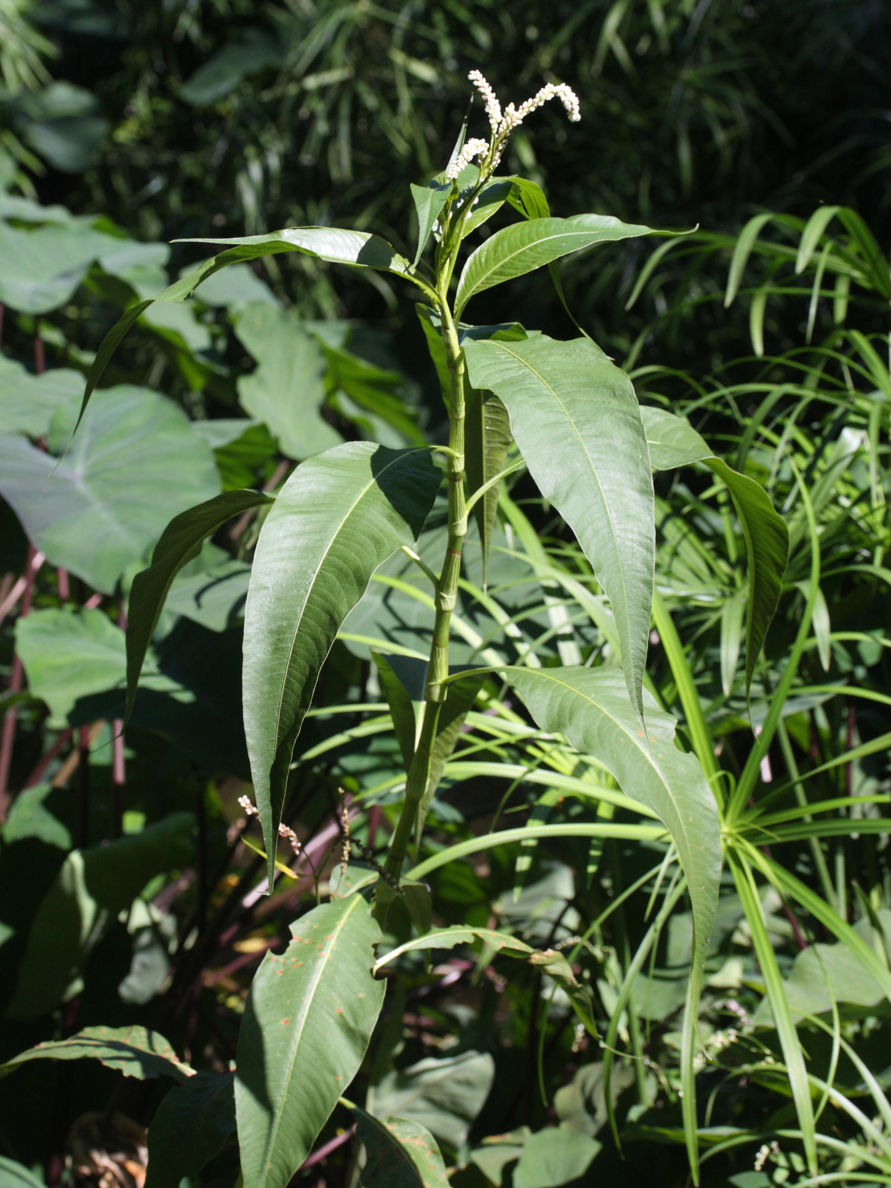 persicaria_senegalensis3md