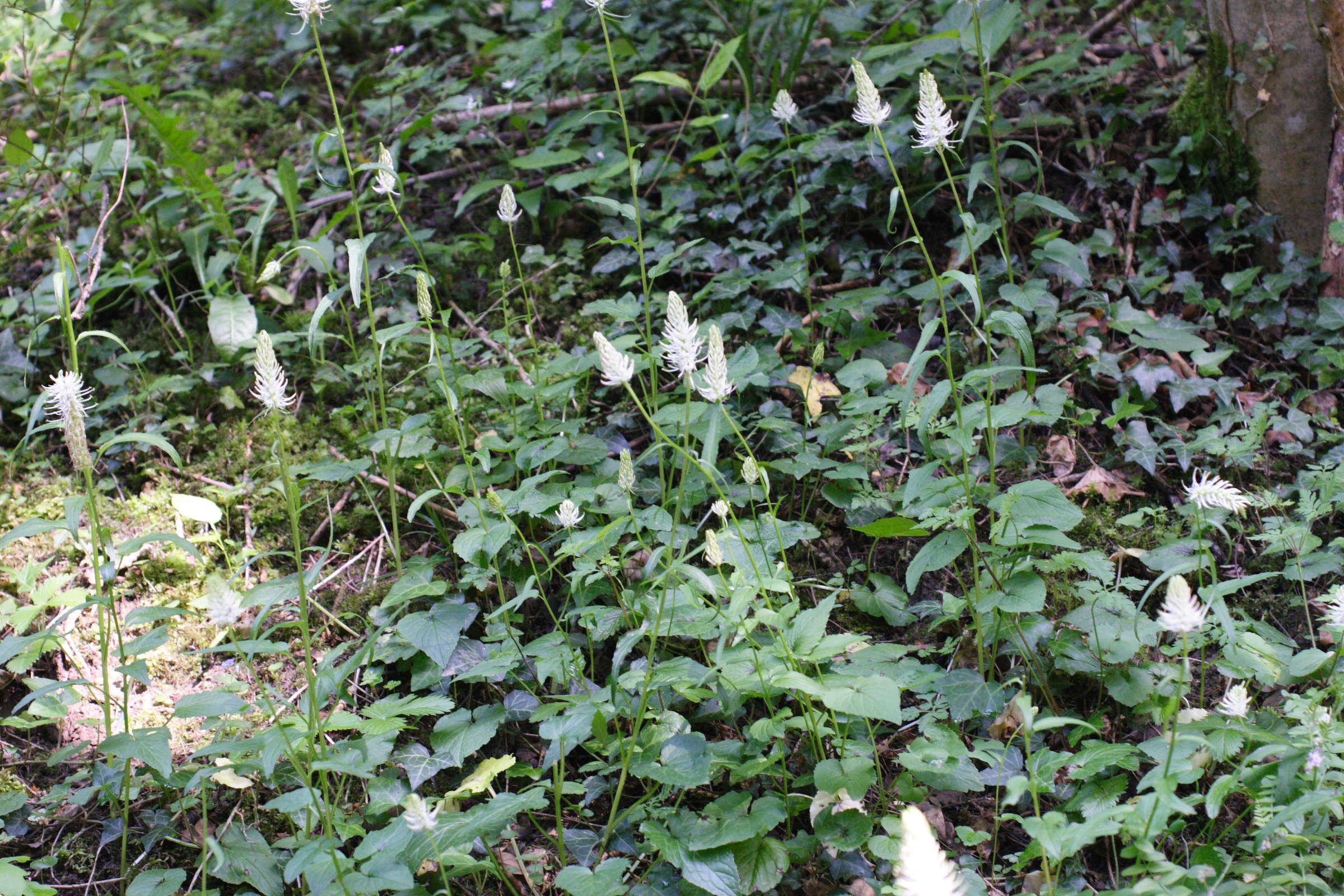 phyteuma_spicatum_spicatum3md