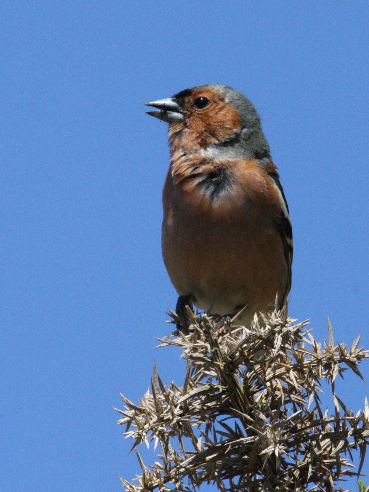 pinson_des_arbres_-_fringilla_coelebs6bmd