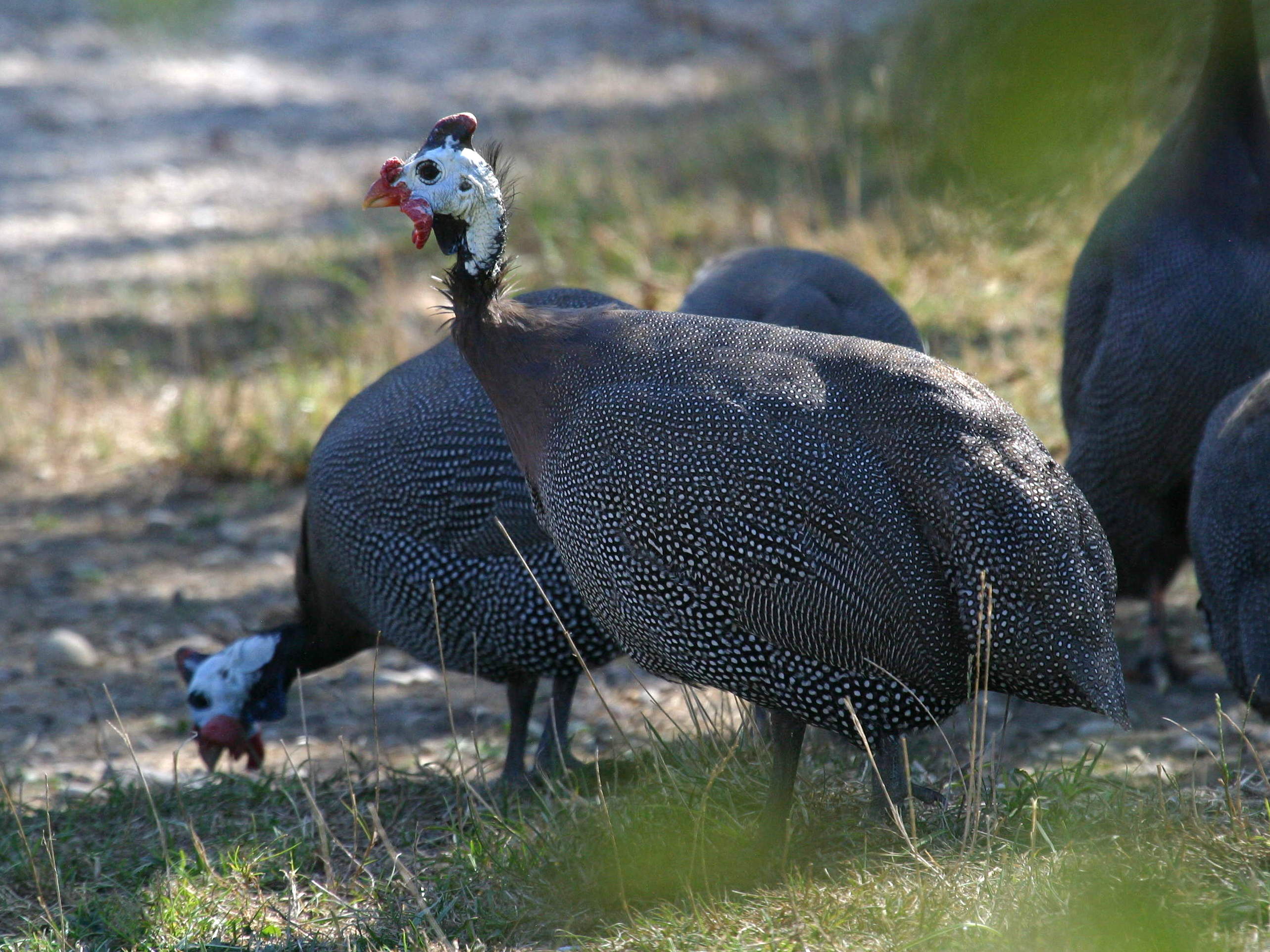 pintade_-_numida_meleagris1md