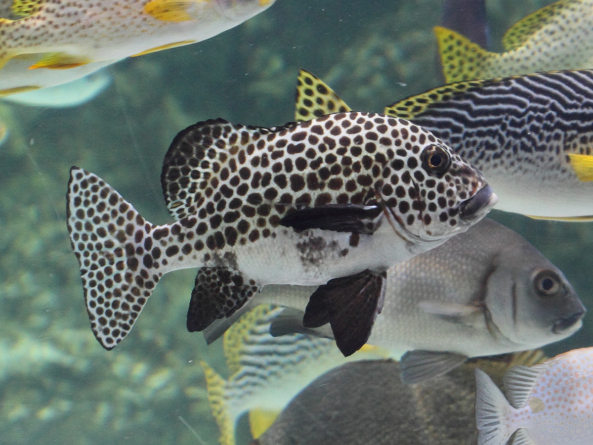 Afficher le média Plectorhinchus_chaetodonoides Plectorhinchus_chaetodonoides