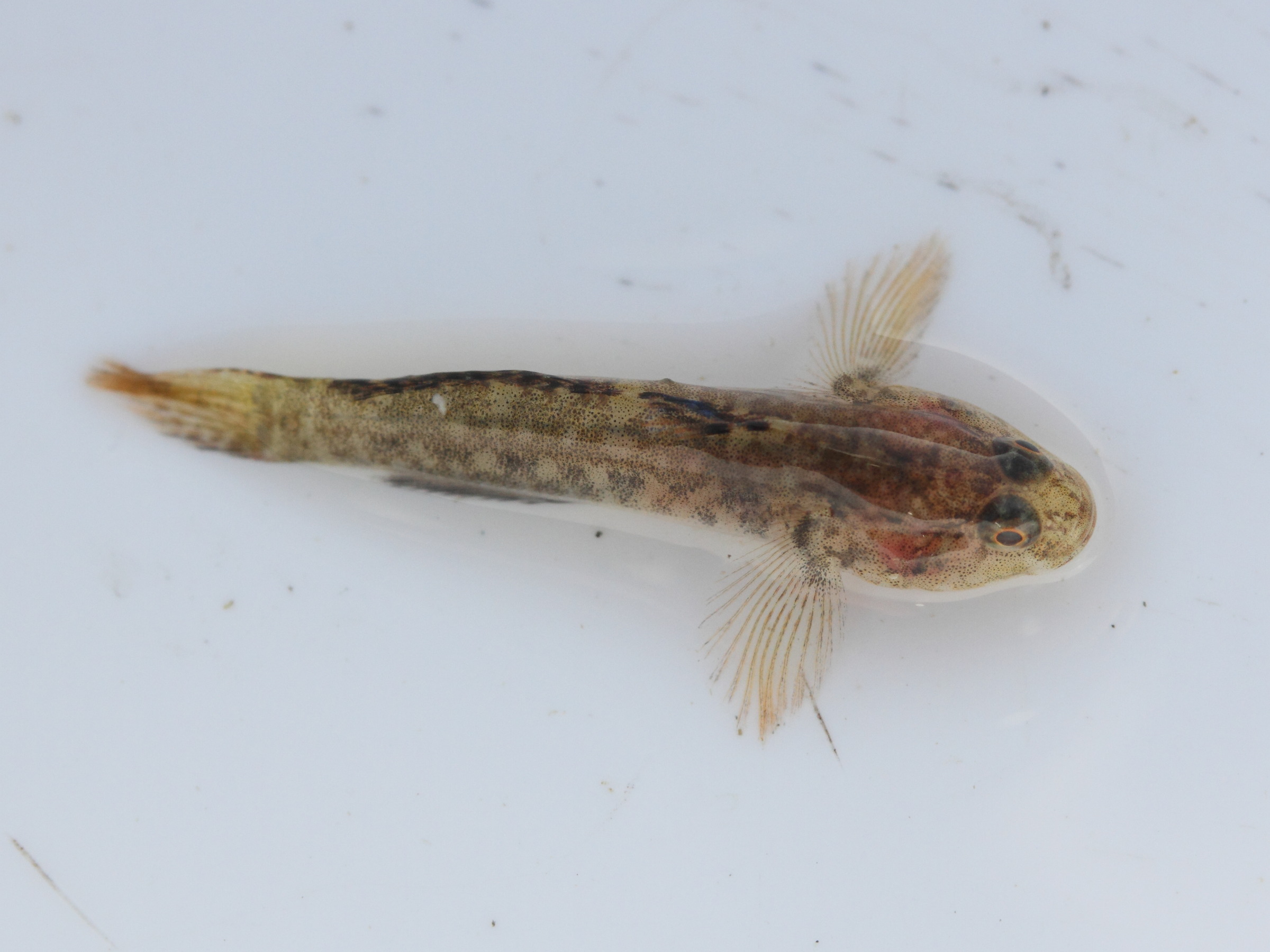 Pomatoschistus_microps