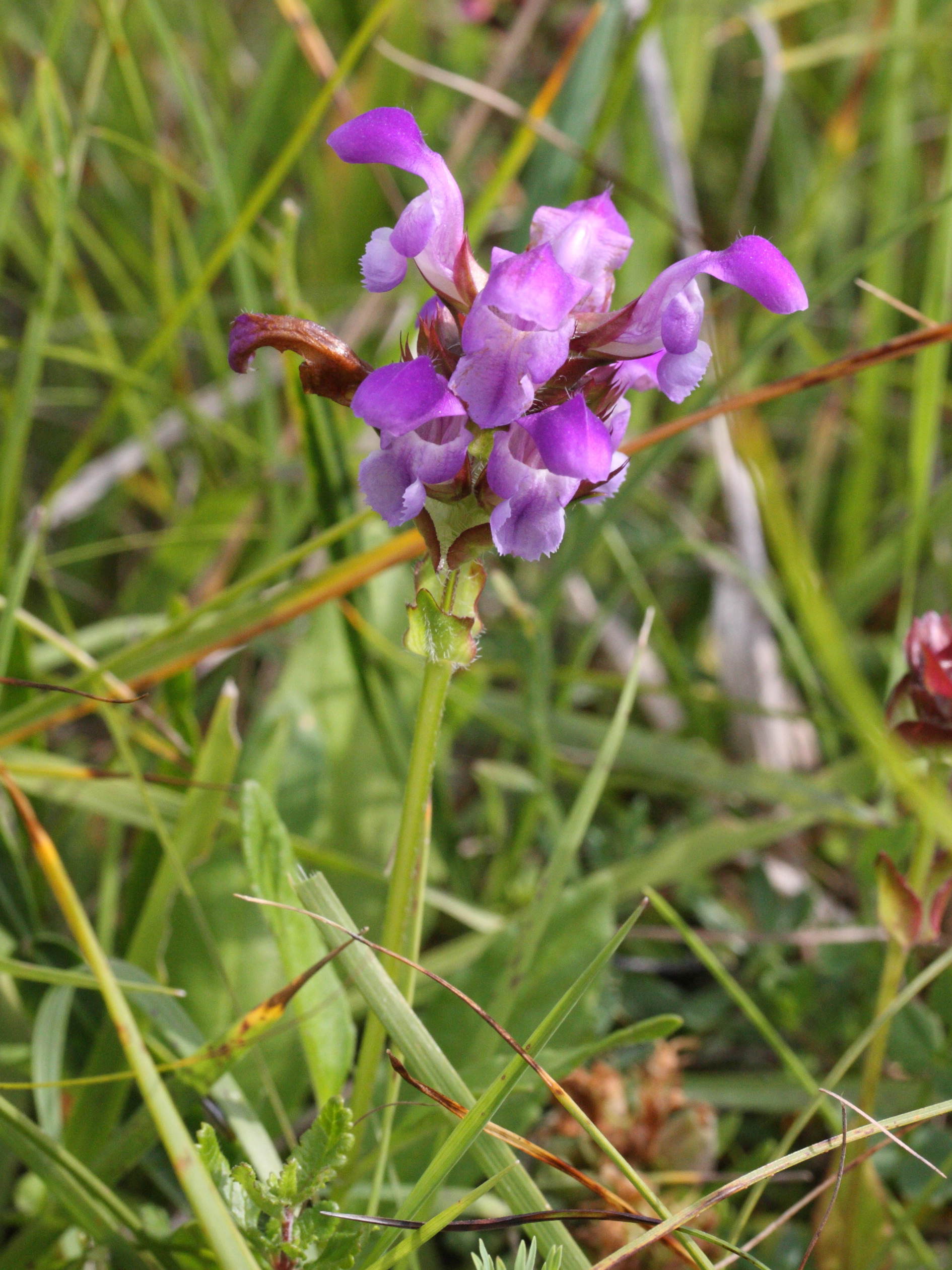 prunella_vulgaris3md