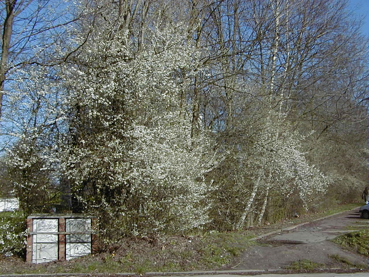 Prunus_cerasifera