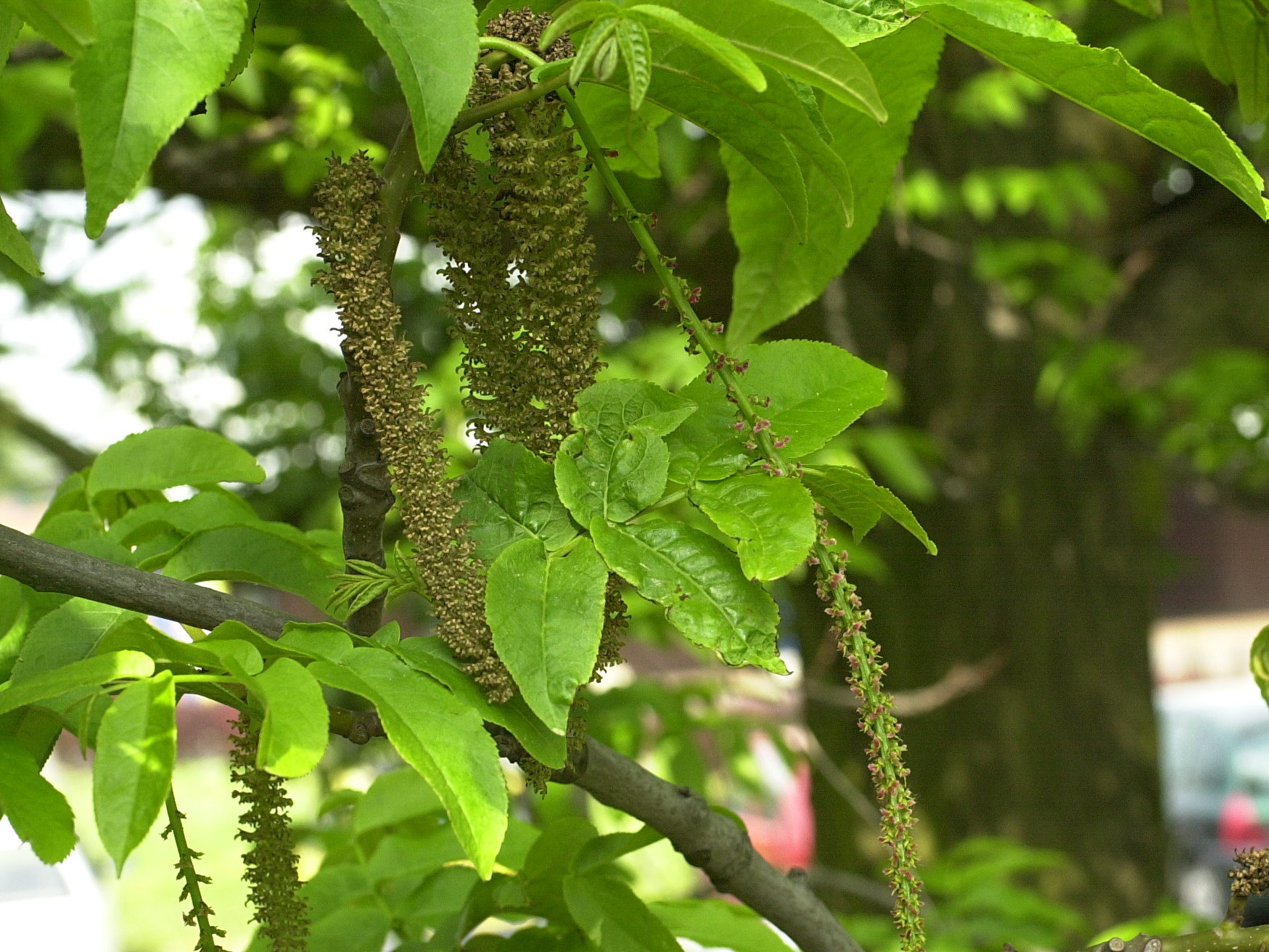 pterocarya_fraxinifolia5amd