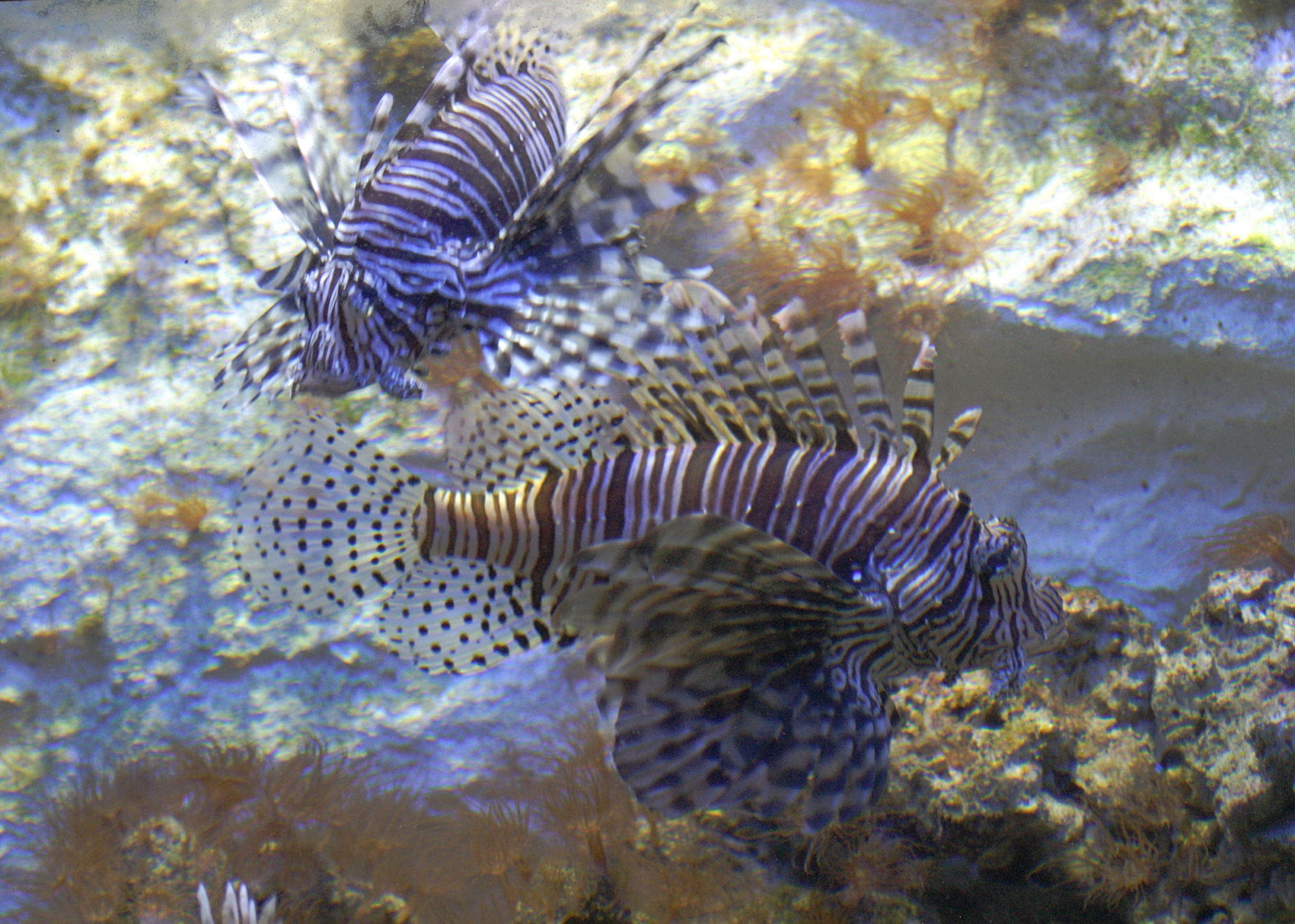pterois_volitans1bd