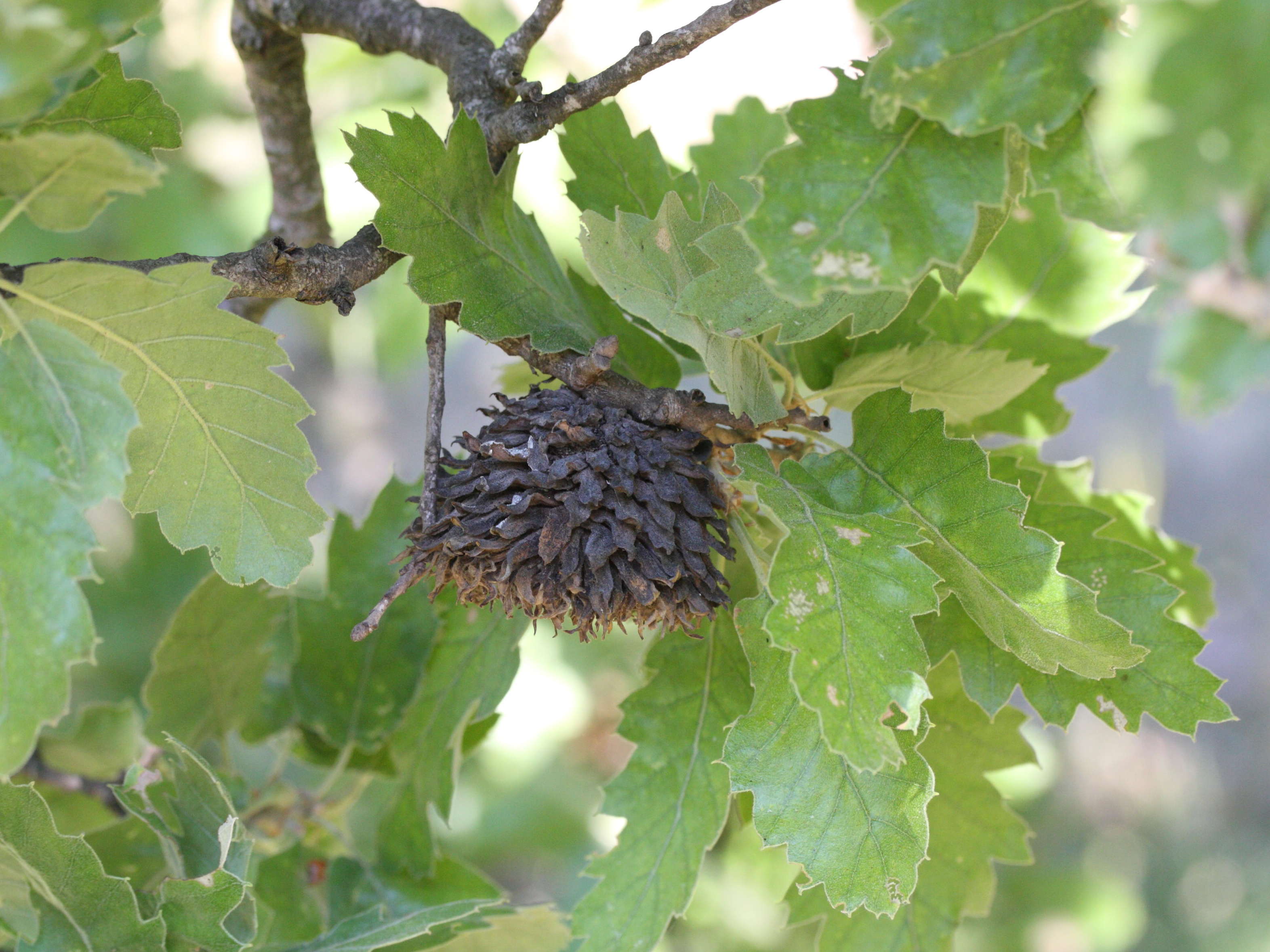 quercus_ithaburensis_macrolepis2md