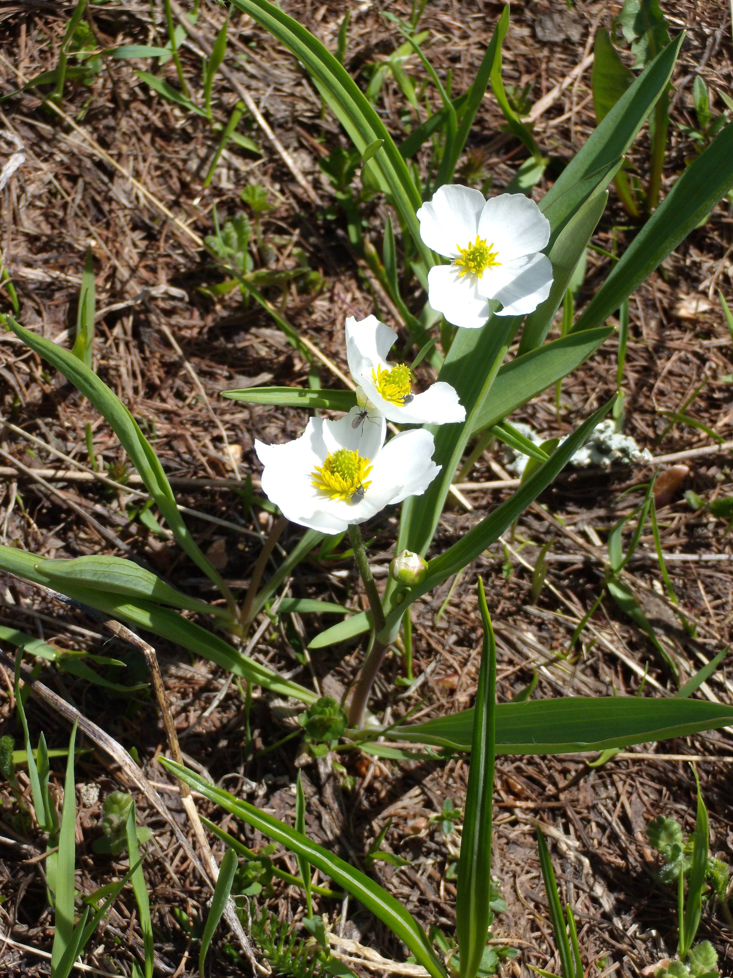 Afficher le média ranunculus_pyrenaeus3gv ranunculus_pyrenaeus3gv