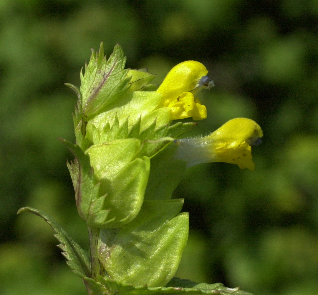 Afficher le média rhinanthus_angustifolius1md rhinanthus_angustifolius1md