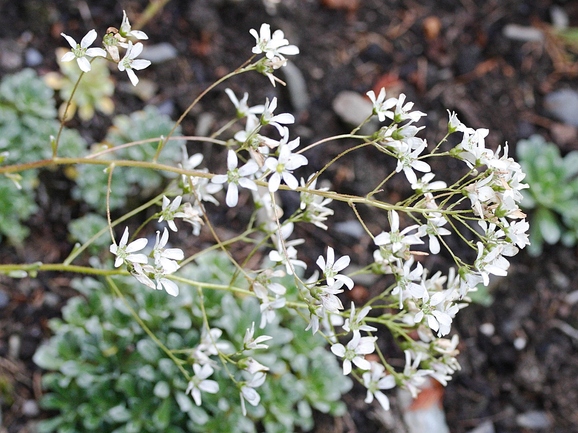 saxifraga_callosa2md