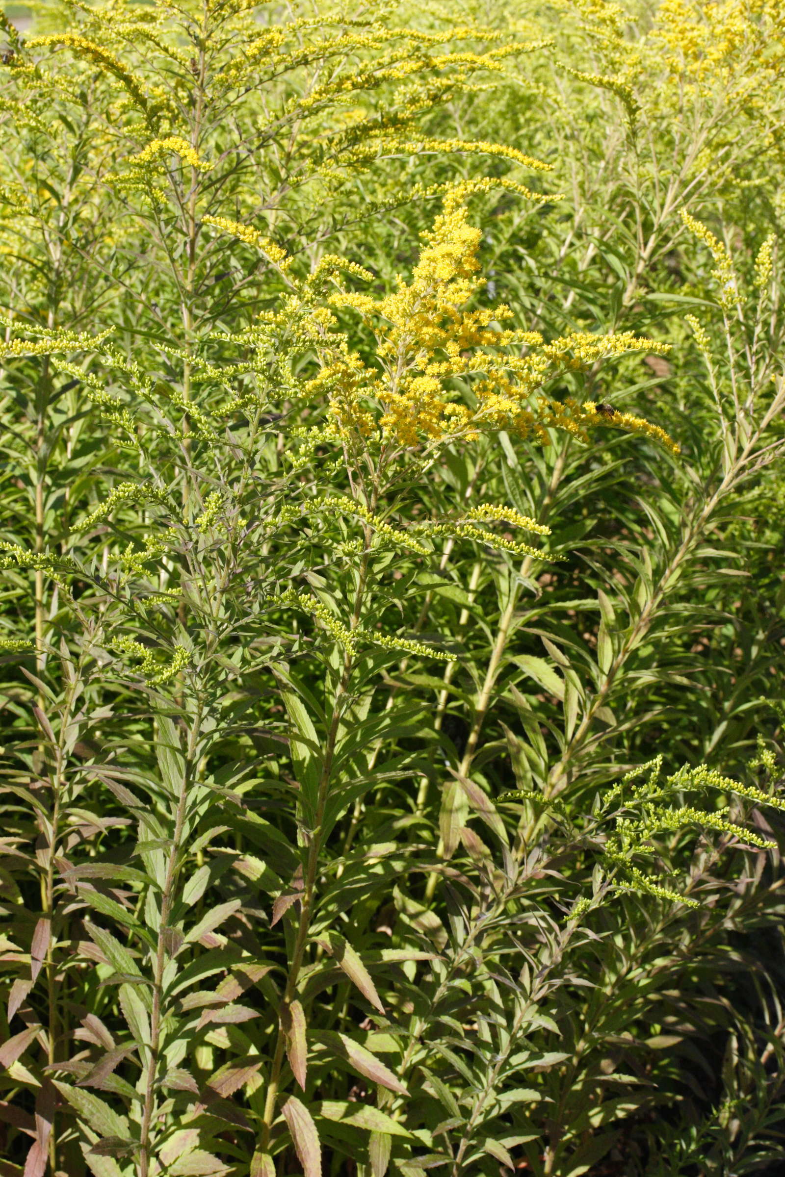 solidago_rugosa1md