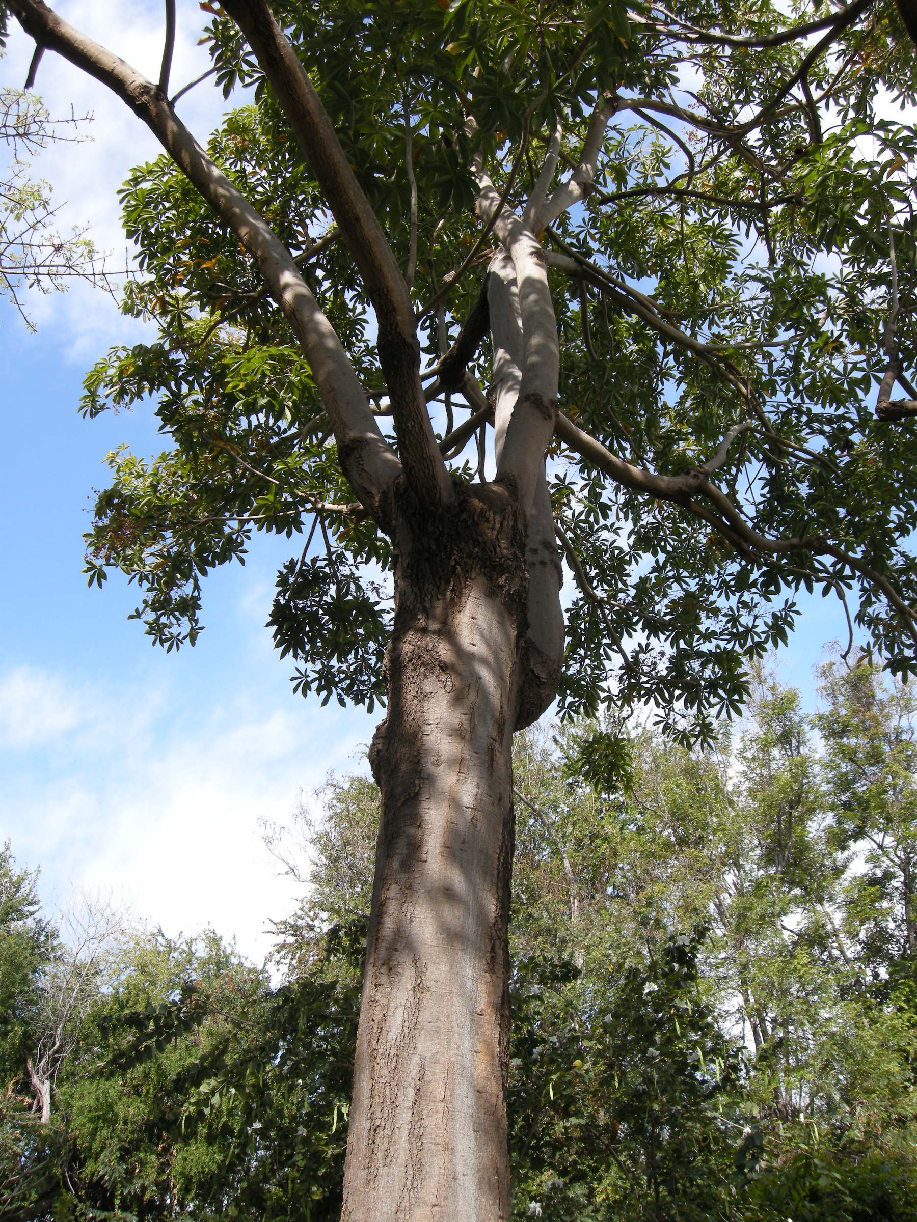 Afficher le média sterculia_foetida4md sterculia_foetida4md