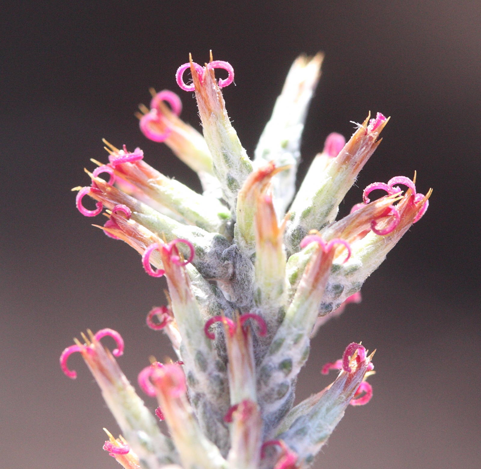 stoebe_passerinoides6md