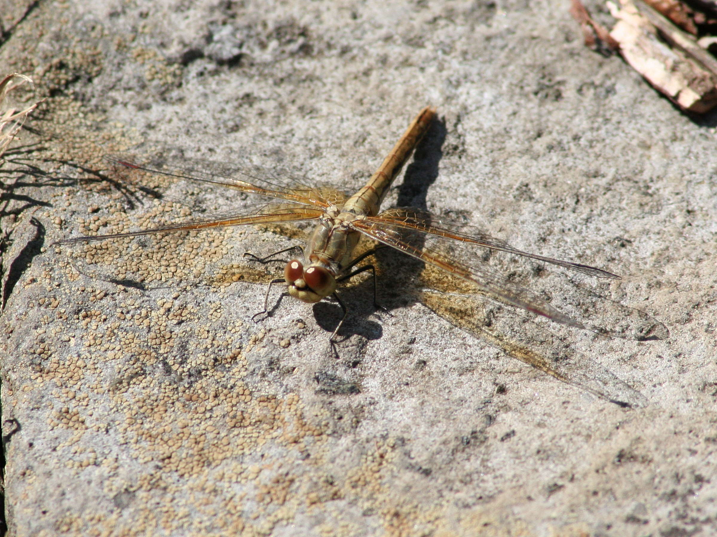 sympetrum_flaveolum2md