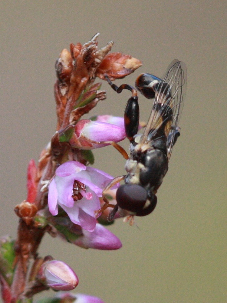syritta_pipiens3bd