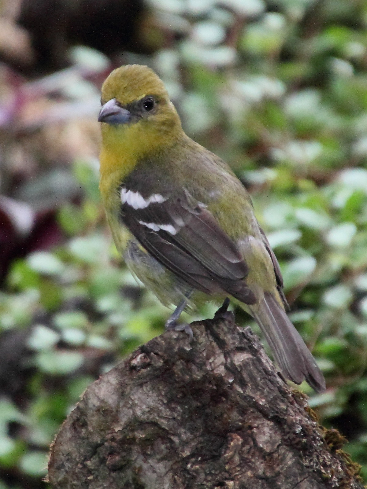 tangara_bifascie_-_piranga_leucoptera2md