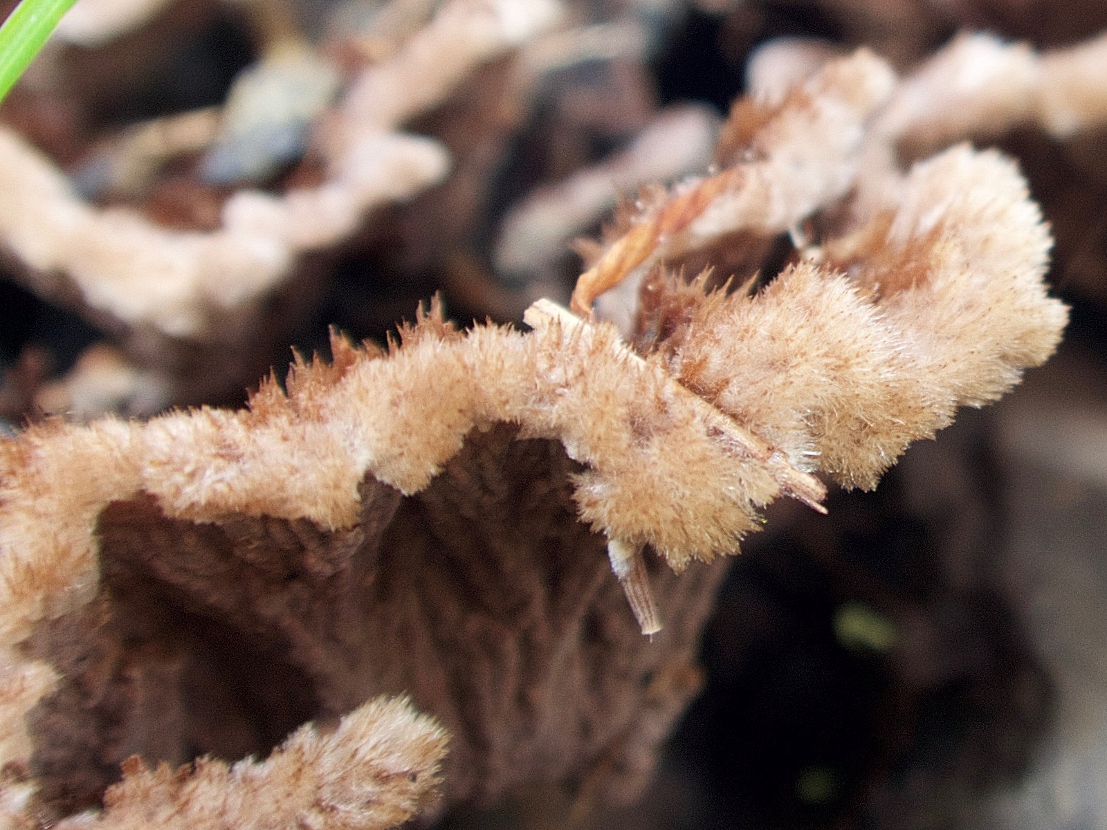 Afficher le média thelephora_terrestris3md thelephora_terrestris3md