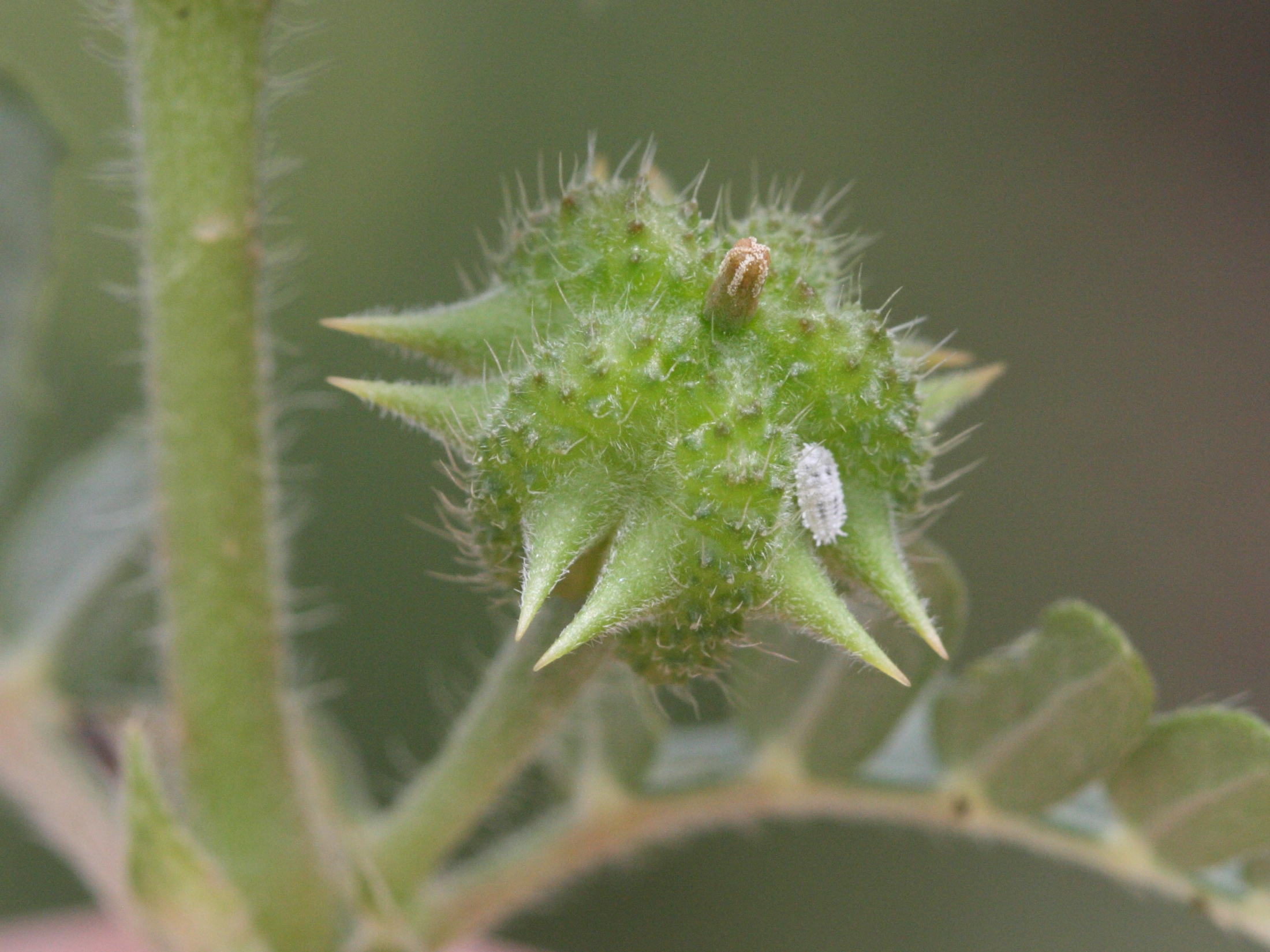 tribulus_cistoides4md