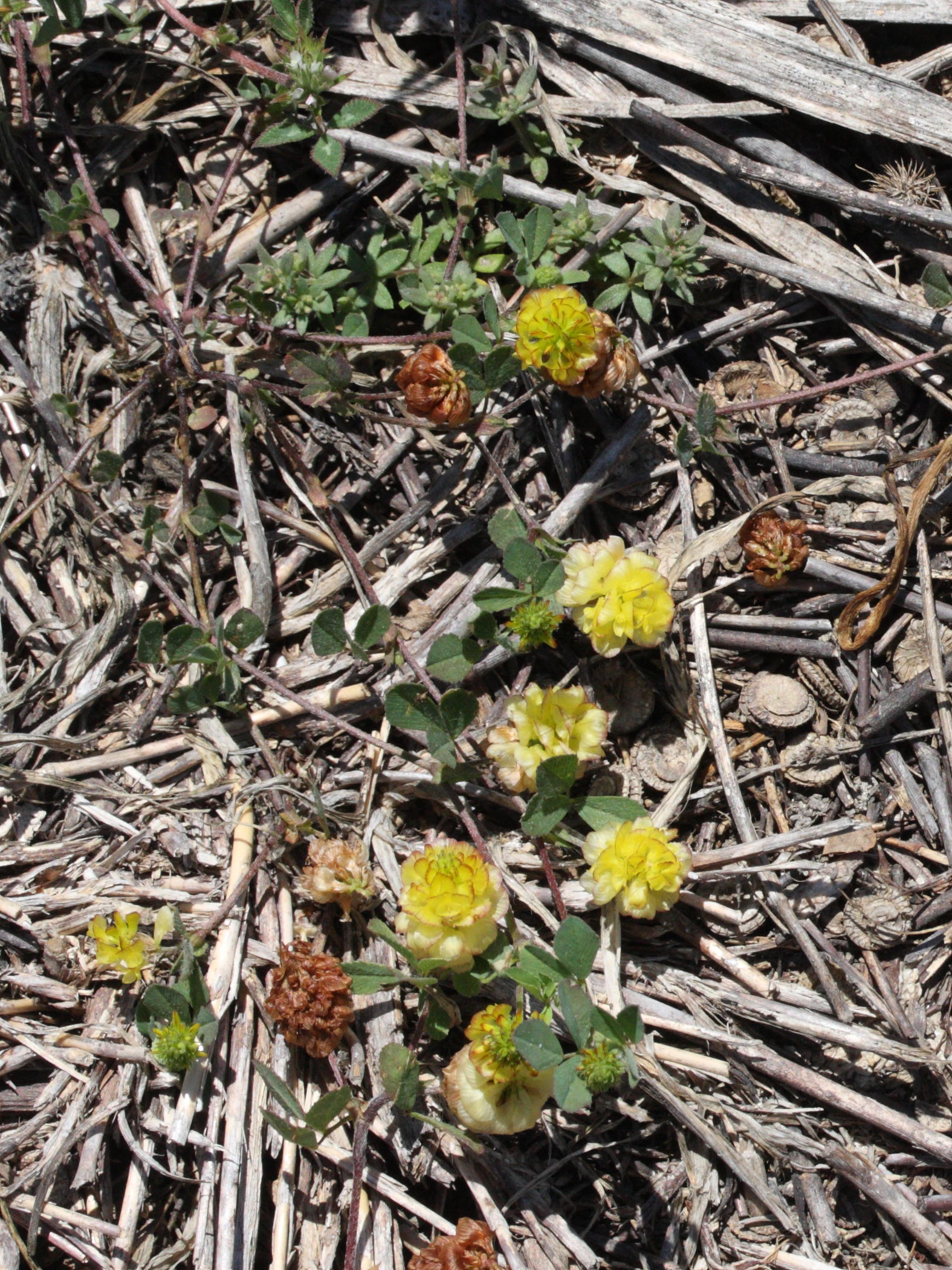 trifolium_campestre4md