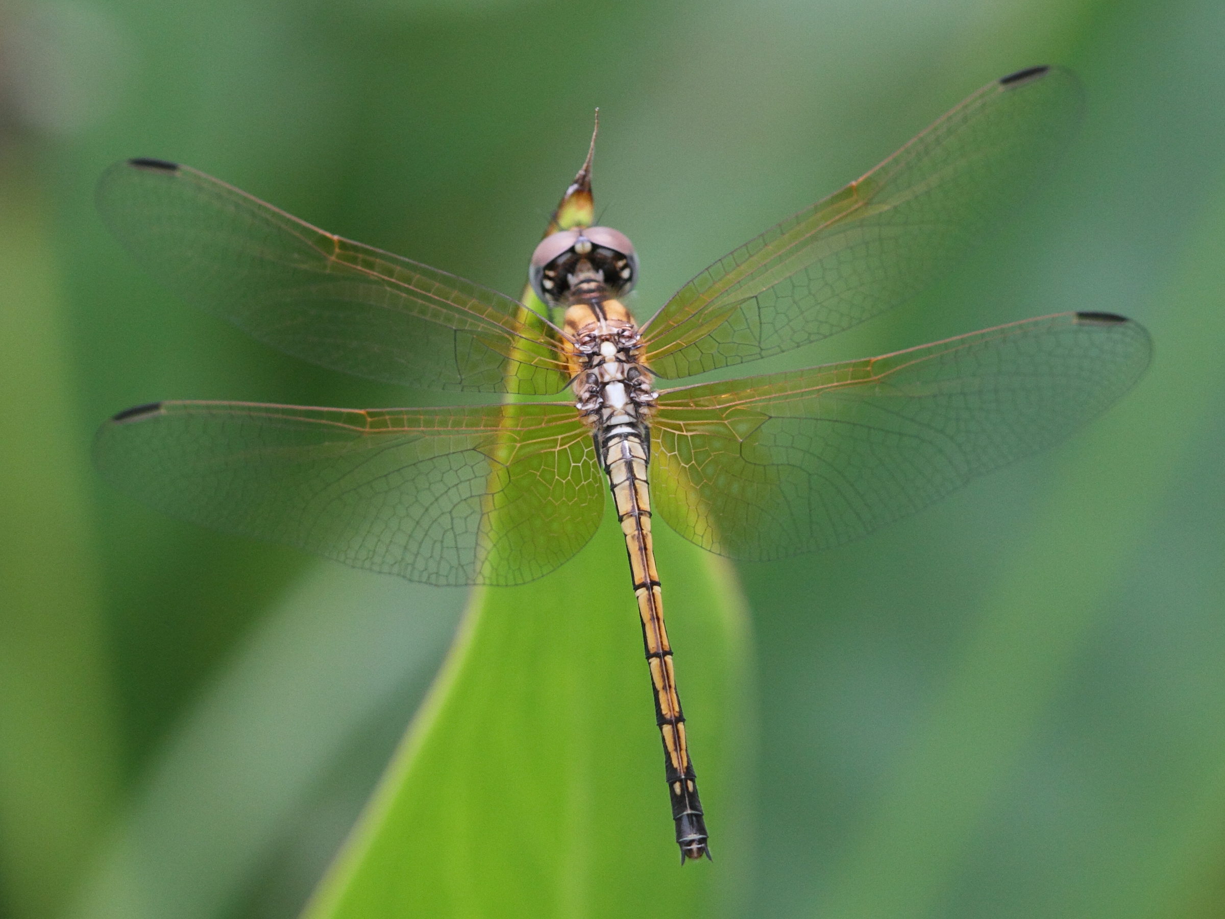 trithemis_arteriosa5bd
