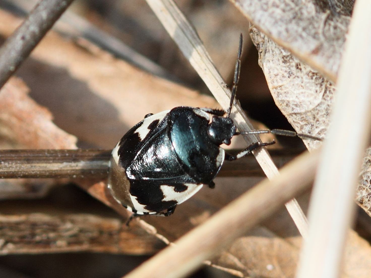 tritomegas_bicolor3bd