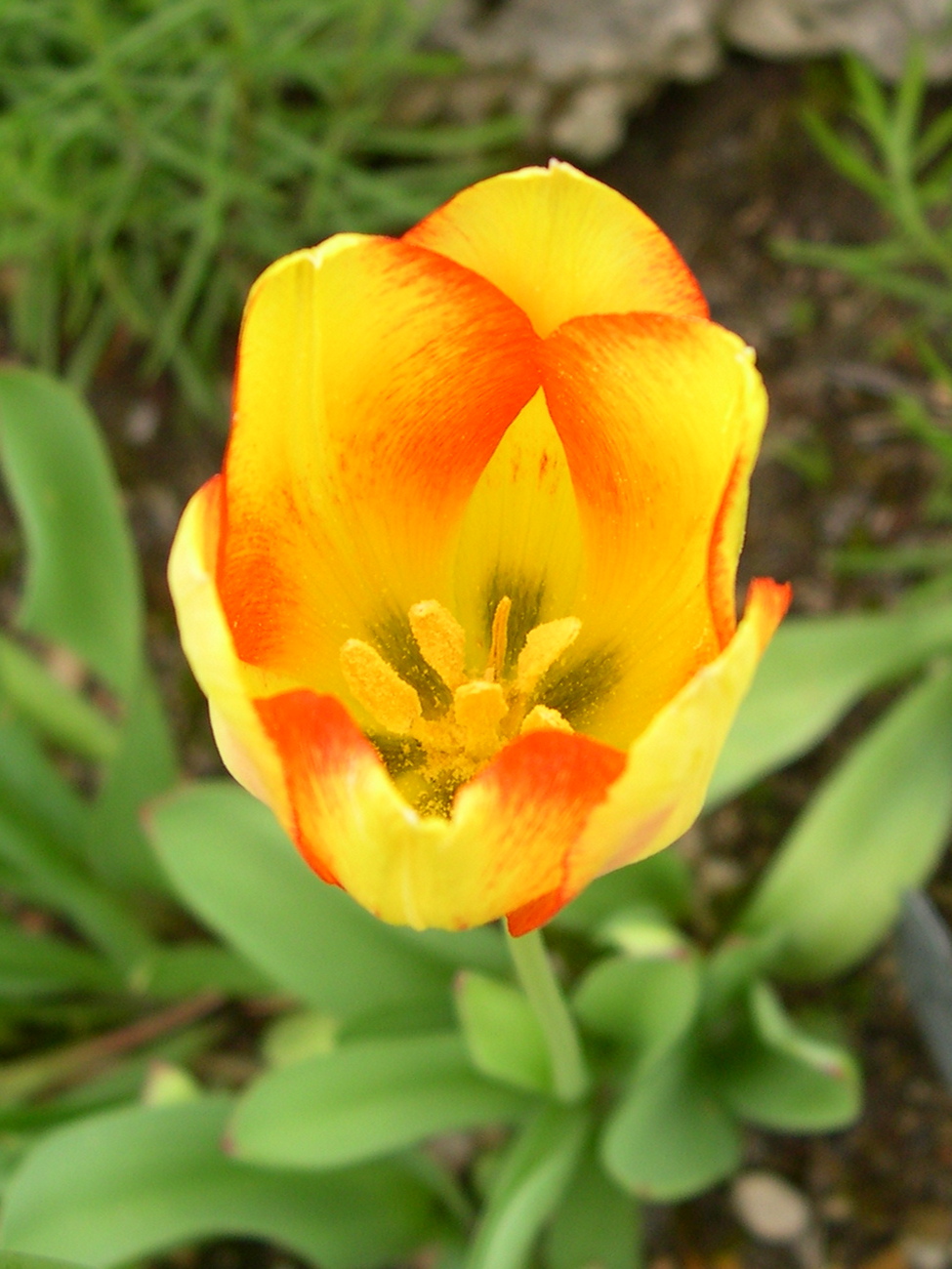 tulipa_gesneriana3md