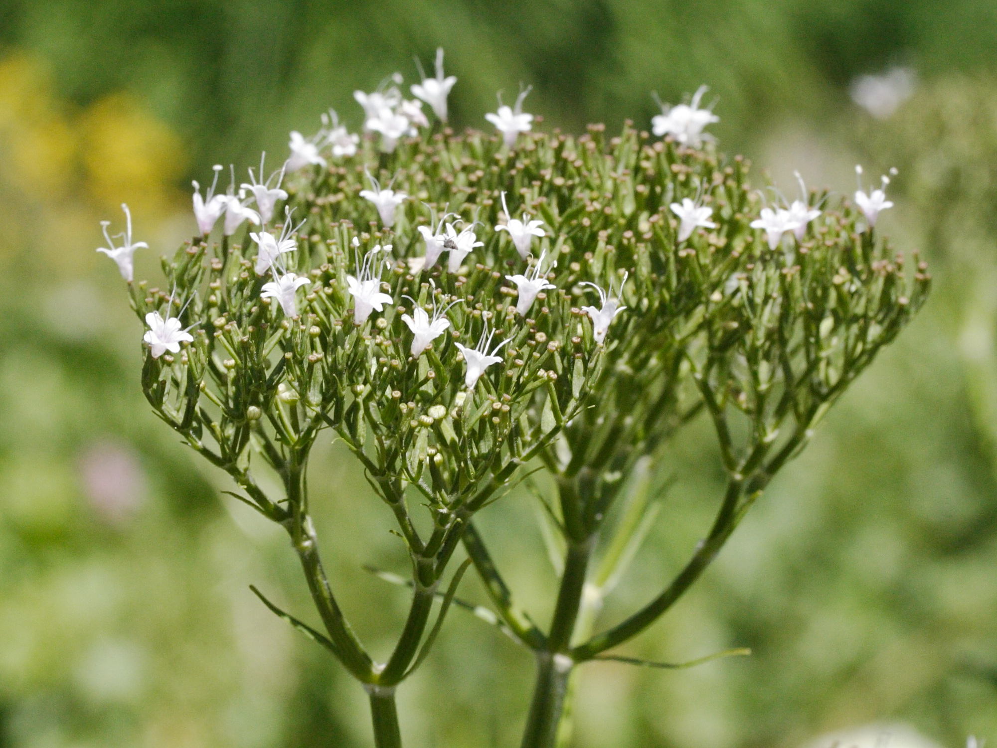 valeriana_pyrenaica4md