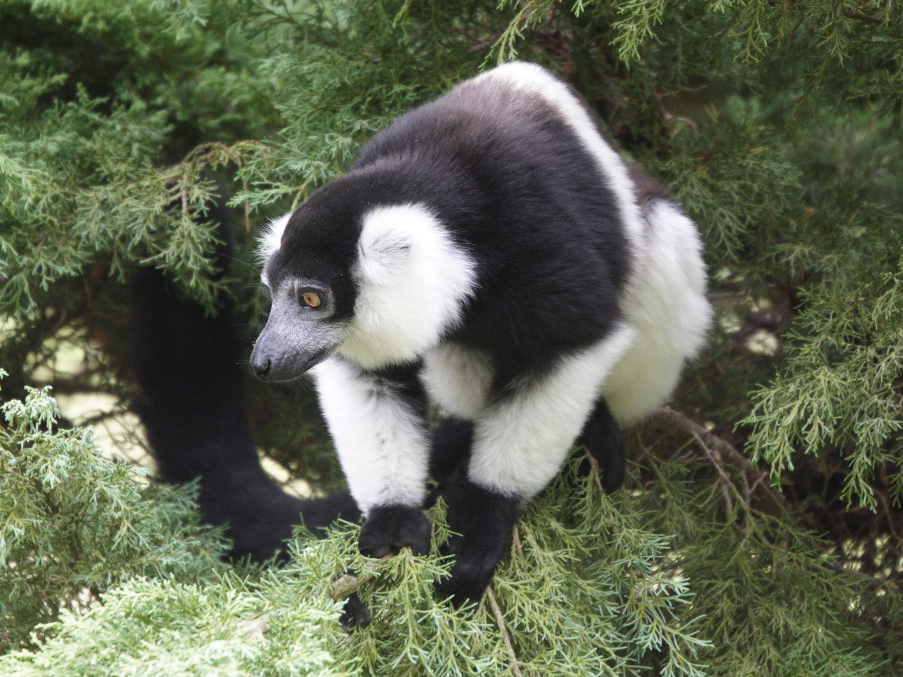 varecia_variegata_subcincta2md