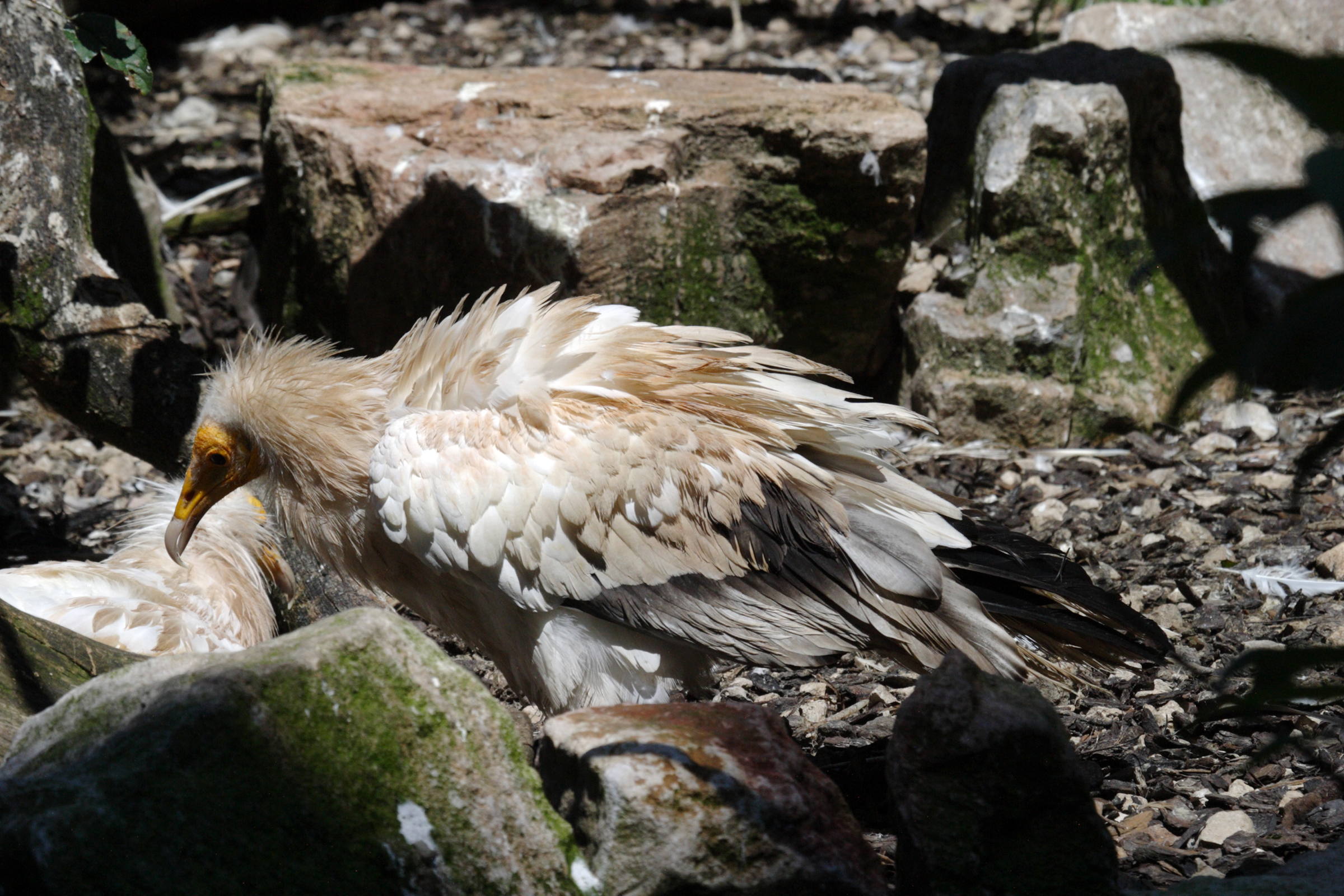 vautour_percnoptere_-_neophron_percnopterus1bd