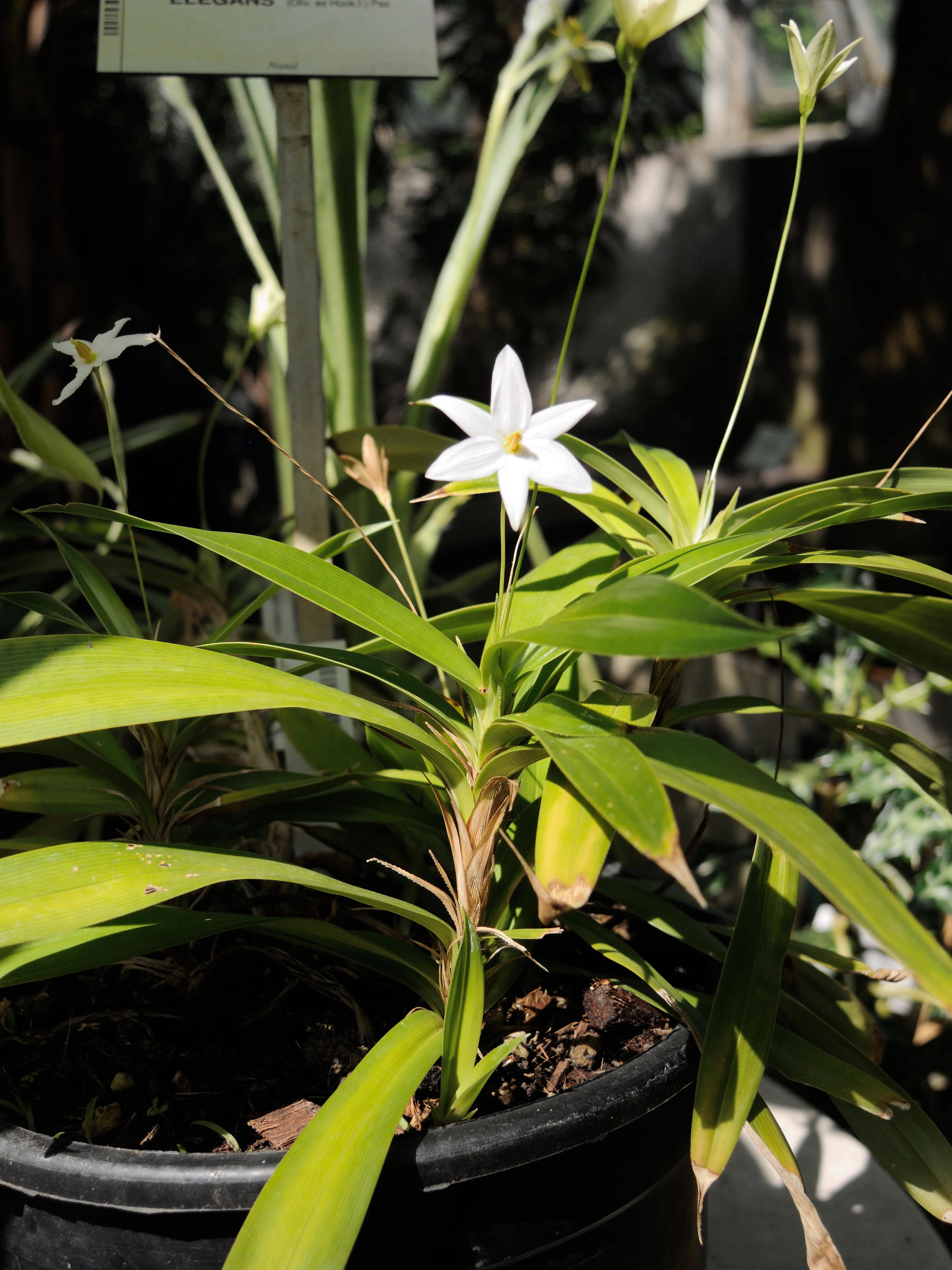 xerophyta_elegans1md