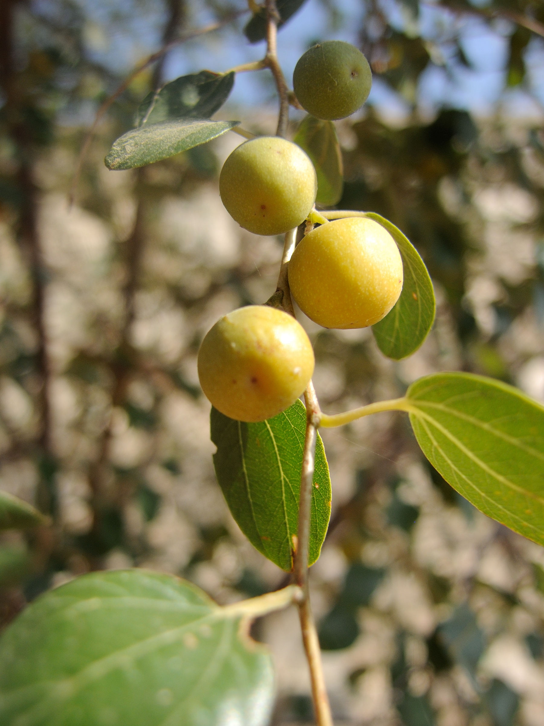 Afficher le média ziziphus_jujuba5md ziziphus_jujuba5md