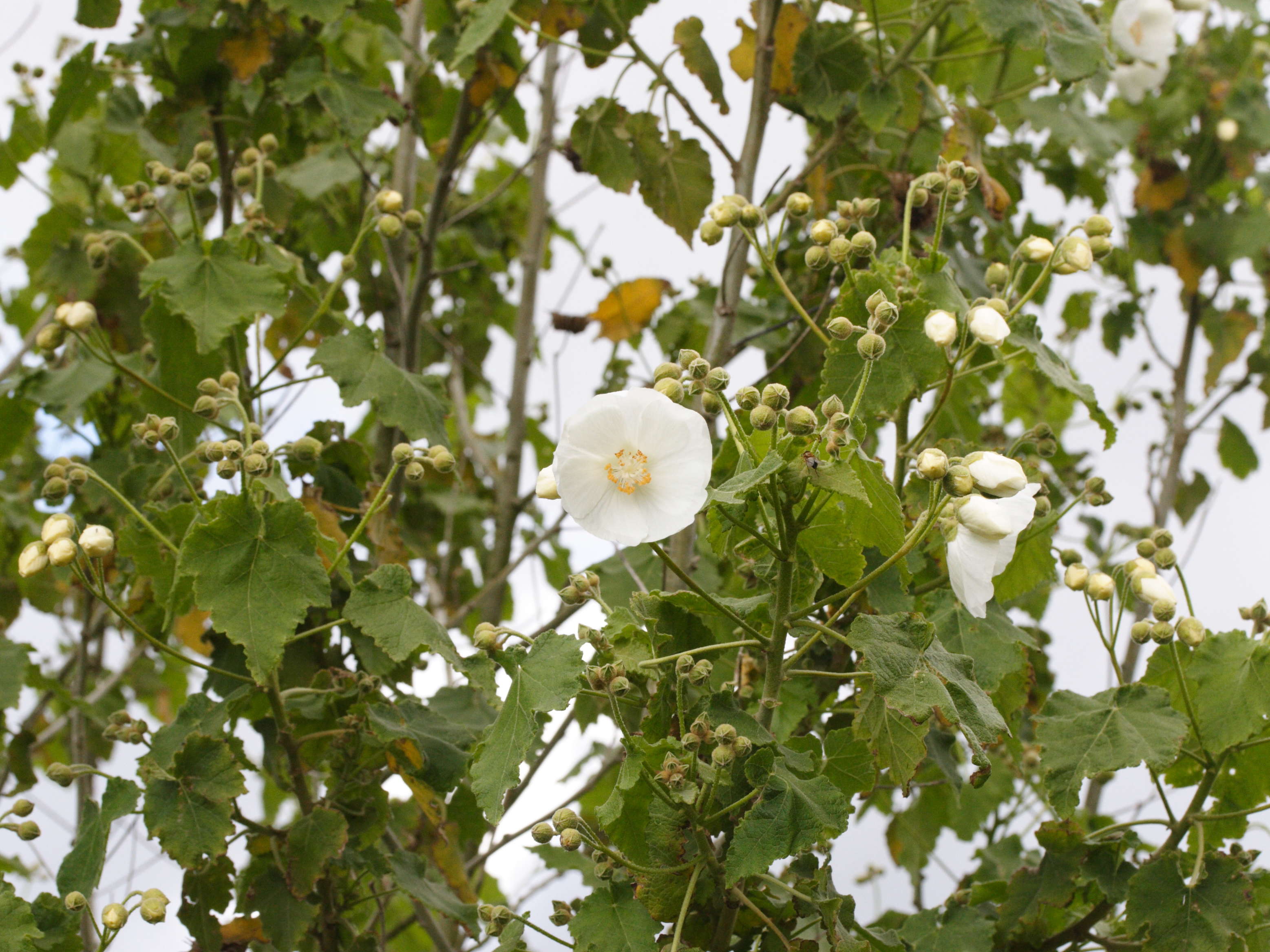 Abutilon_vitifolium