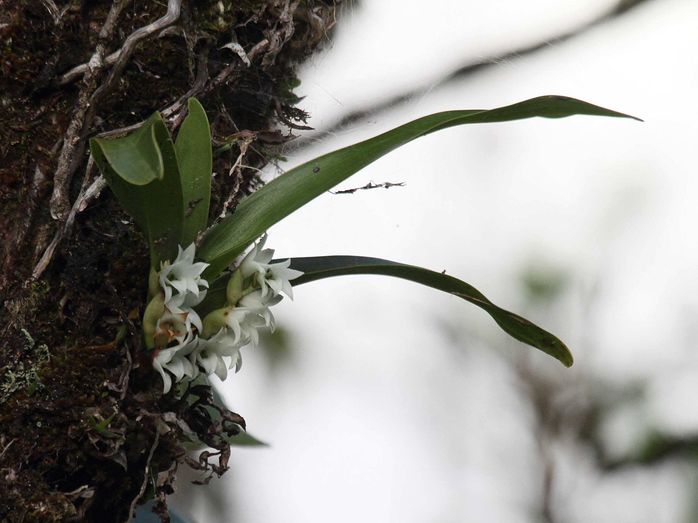angraecum_bracteosum2bd