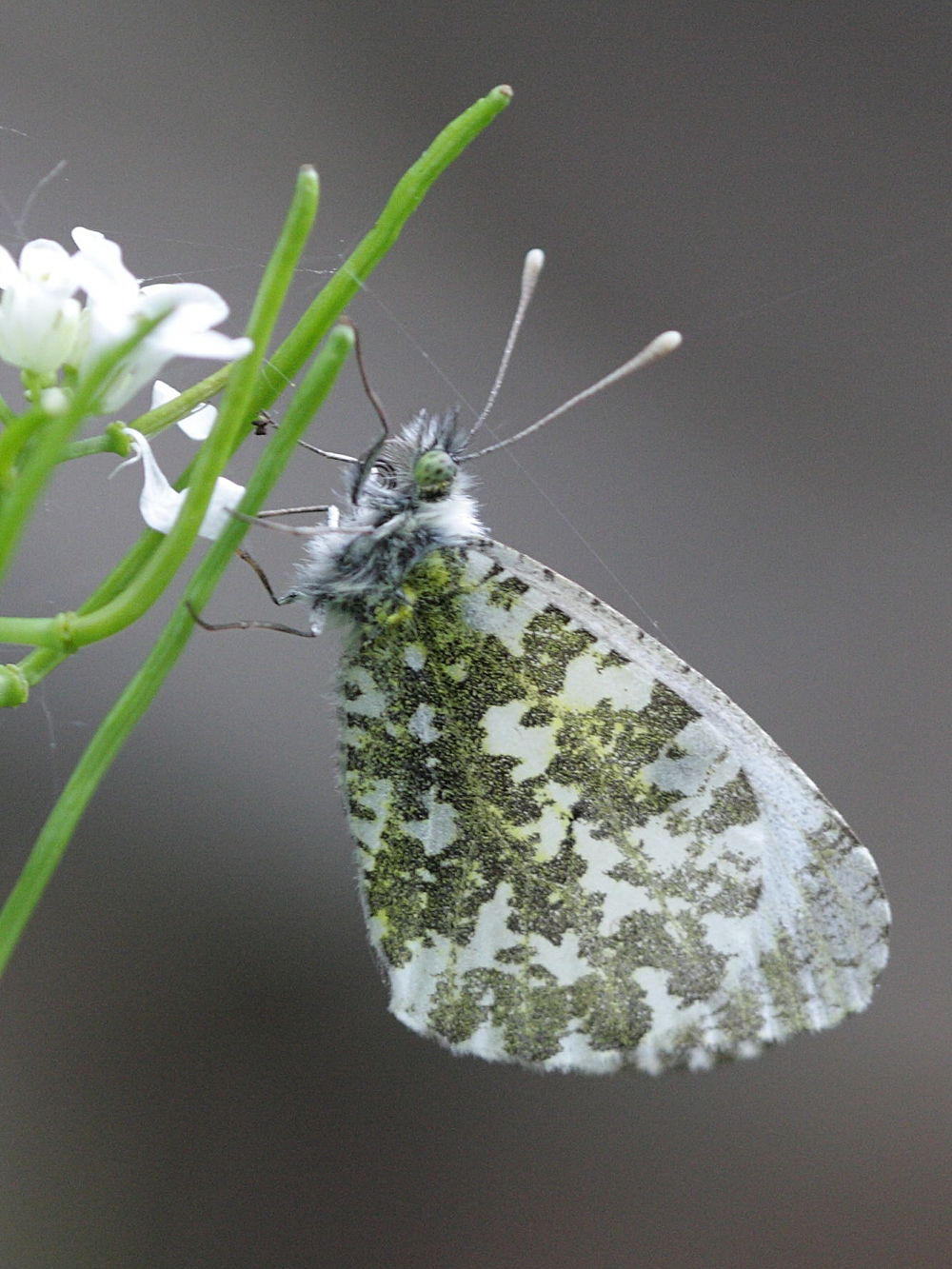 Anthocharis_cardamines