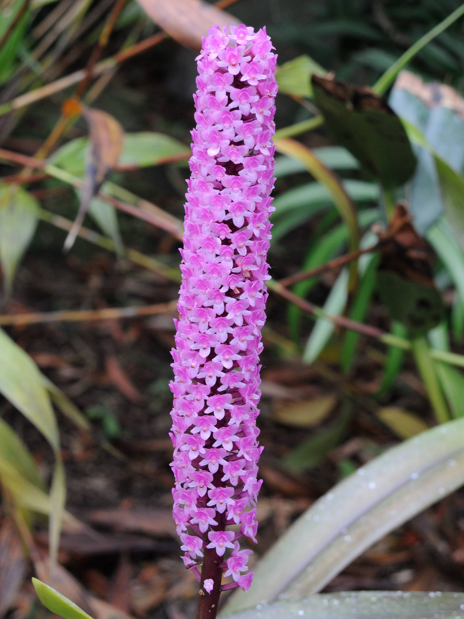 Afficher le média arpophyllum_giganteum2md arpophyllum_giganteum2md