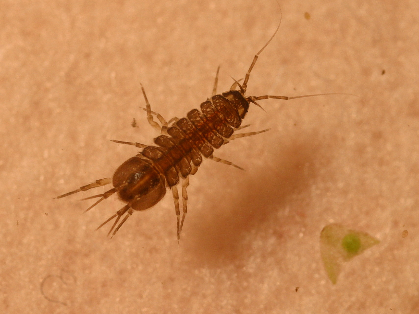 asellus_aquaticus2md