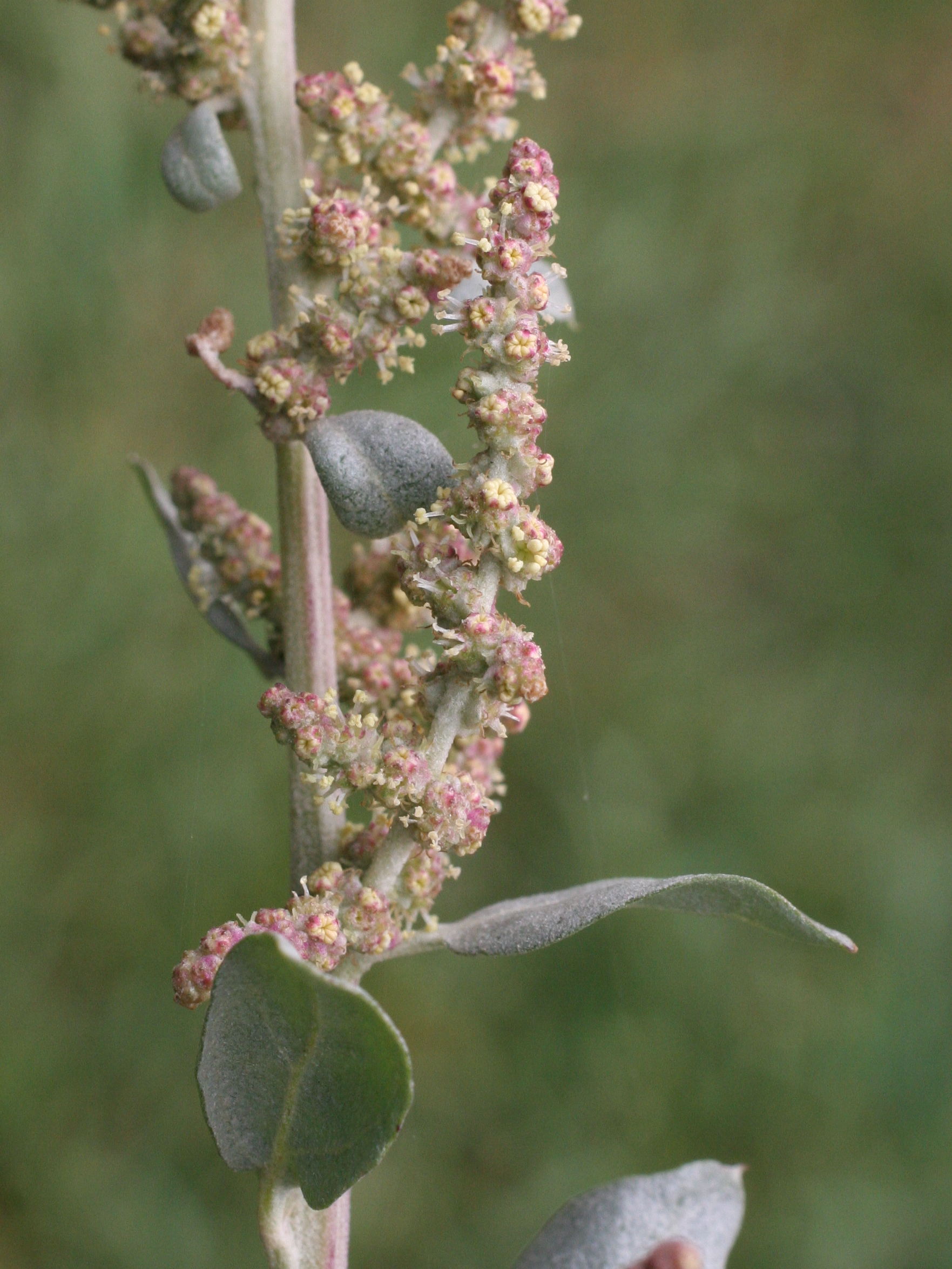 Afficher le média atriplex_halimus3md atriplex_halimus3md