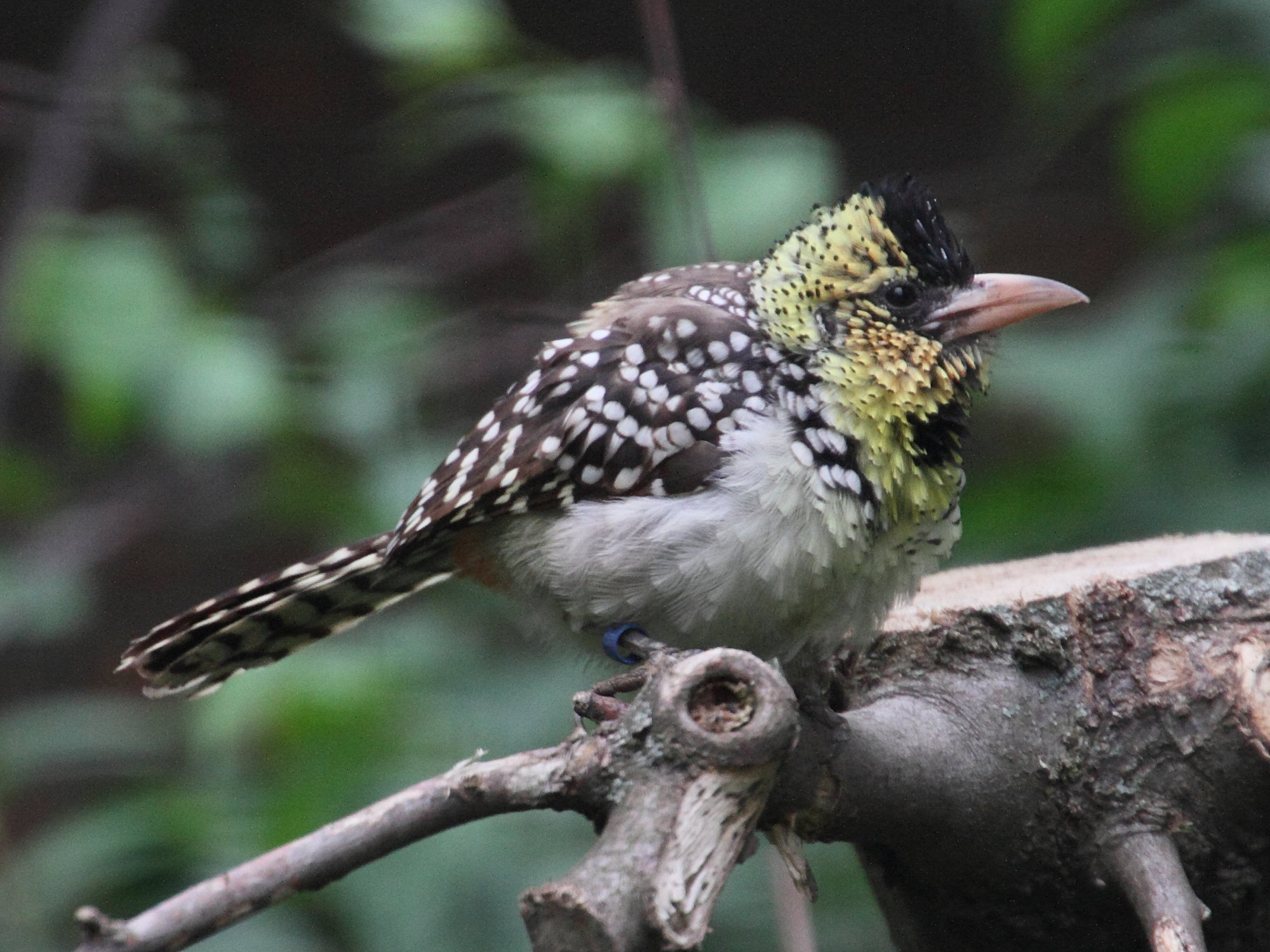 barbican_d-arnaud_-_trachyphonus_darnaudii3md