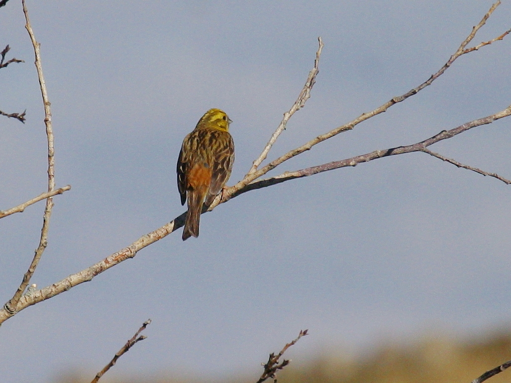 bruant_jaune_-_emberiza_citrinella3bd