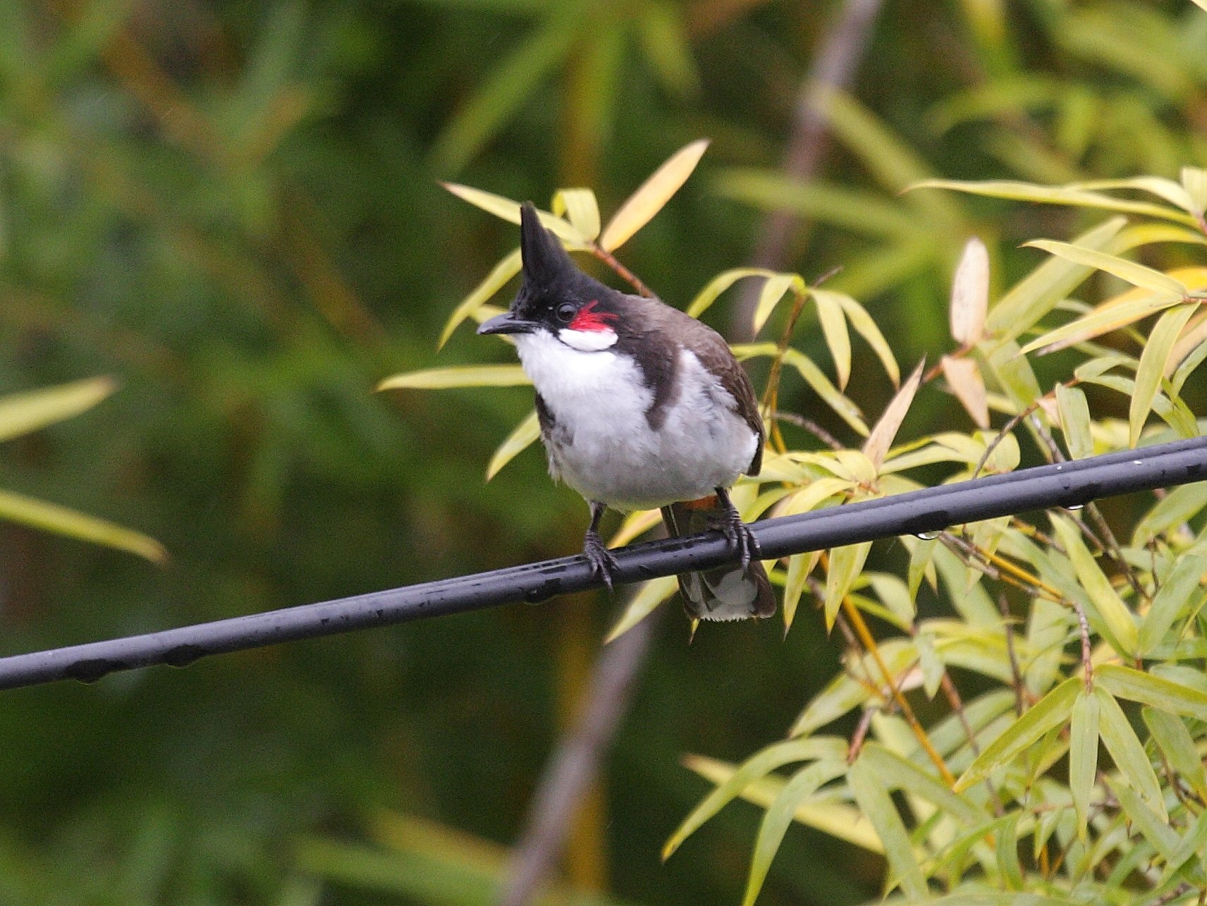 bulbul_orphee_-_pycnonotus_jocosus3bd