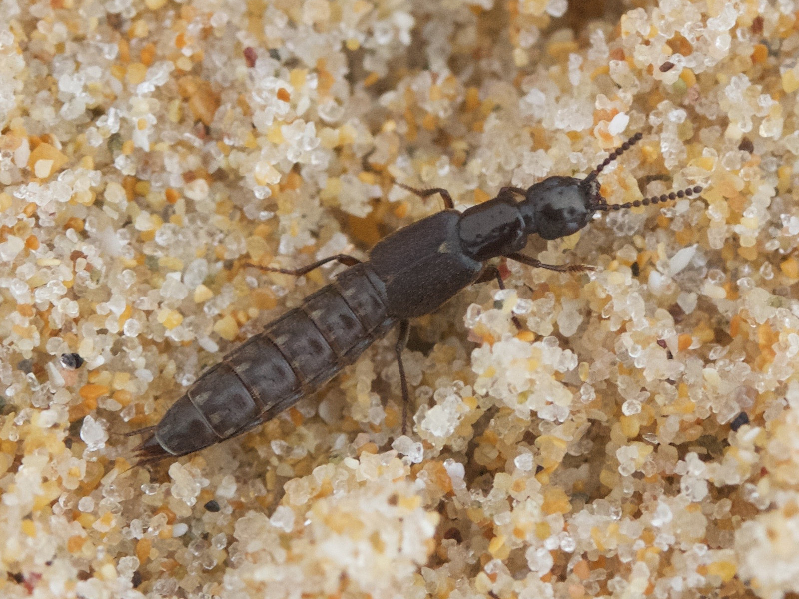 cafius_xantholoma3md