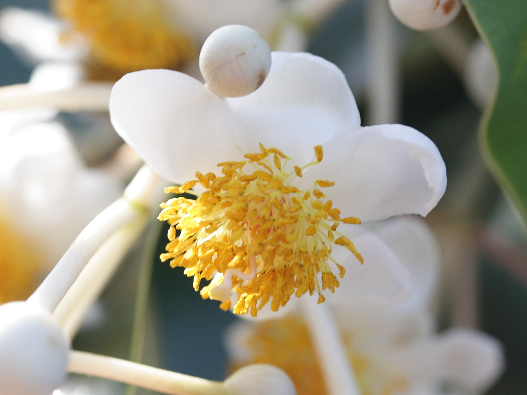 calophyllum_calaba10md