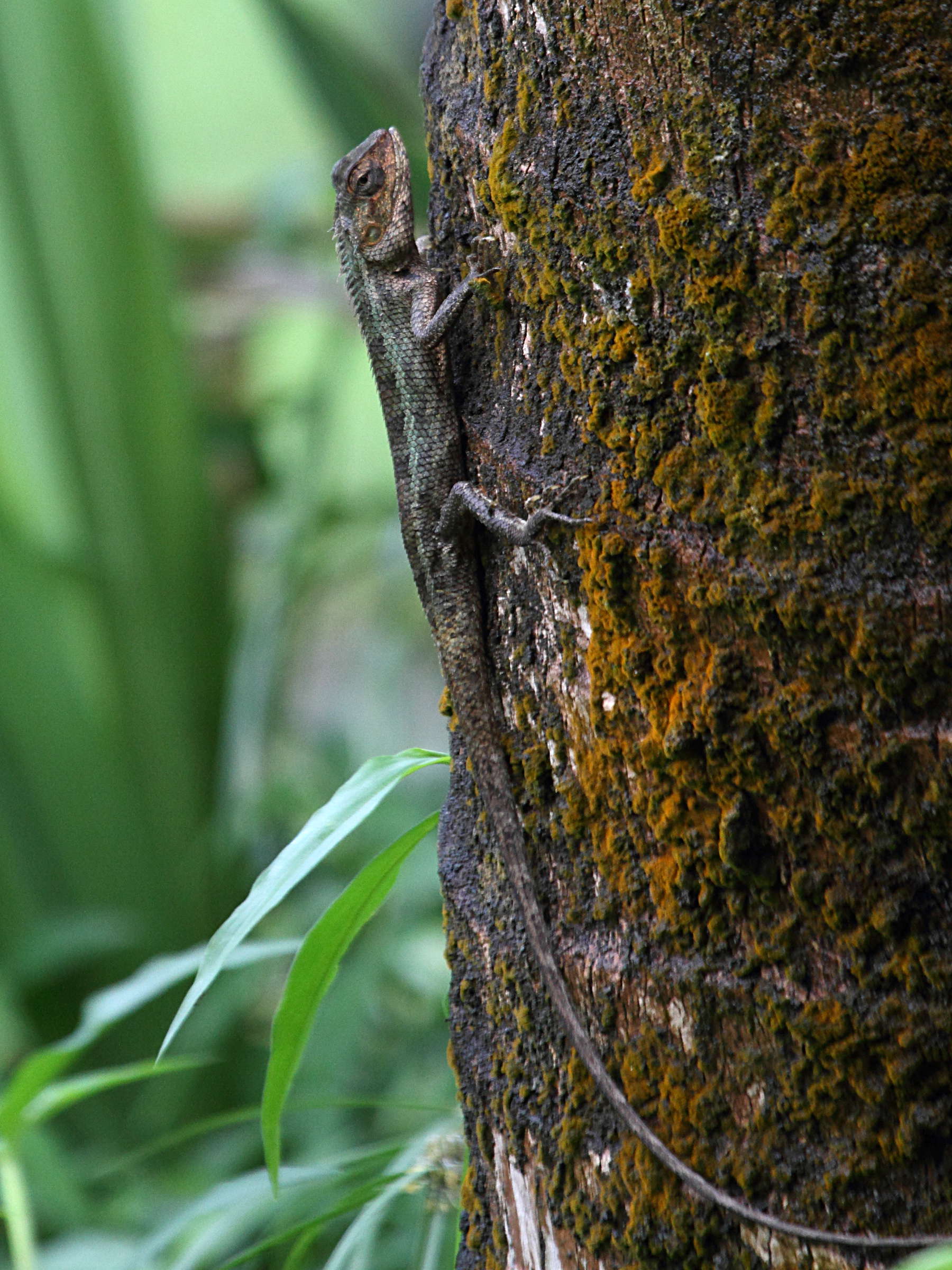 calotes_versicolor3bd