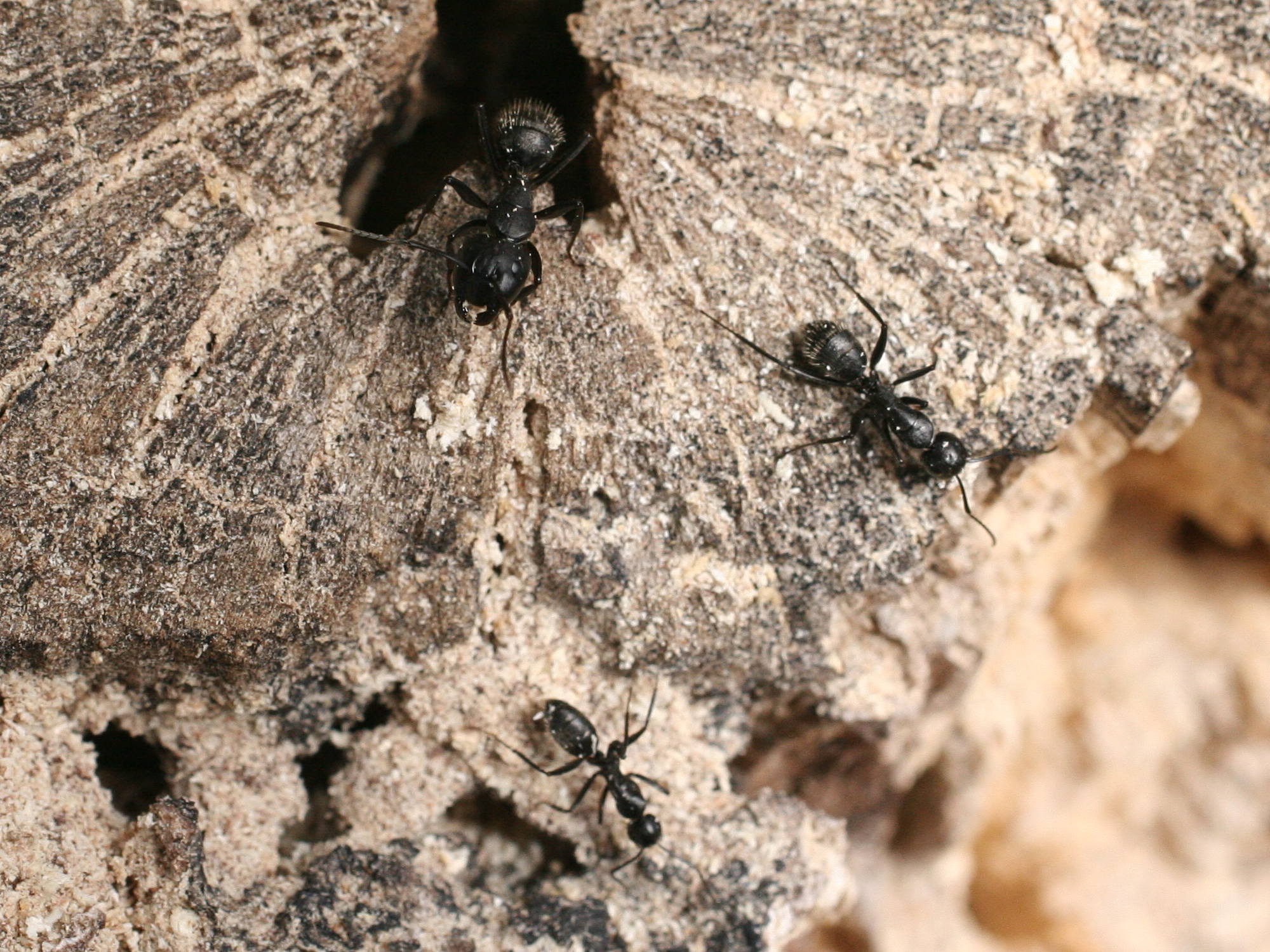 camponotus_vagus3md