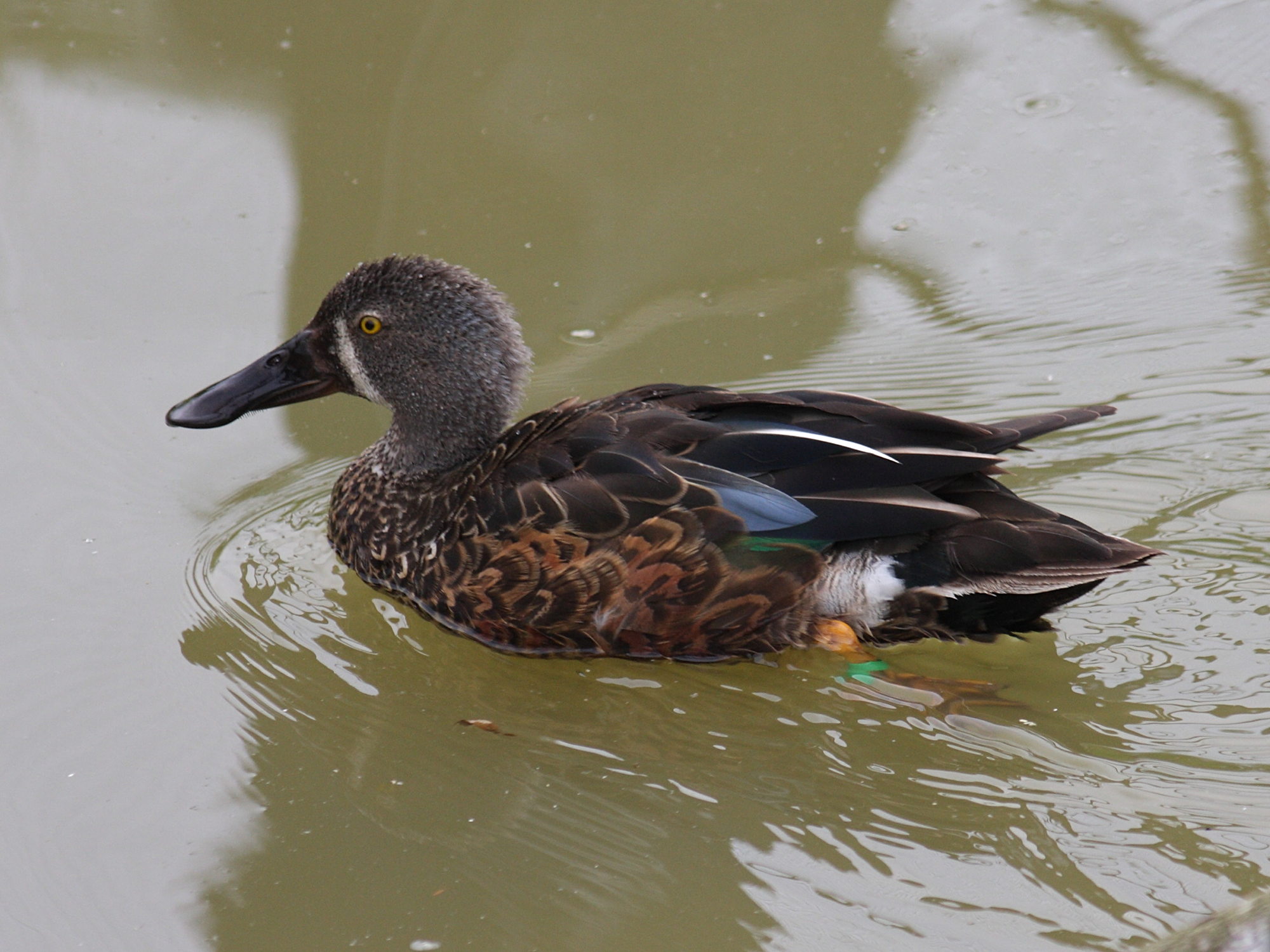 canard_bride_-_anas_rhynchotis1sd