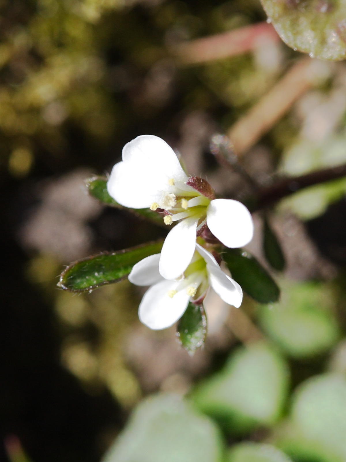 Afficher le média cardamine_hirsuta5md cardamine_hirsuta5md