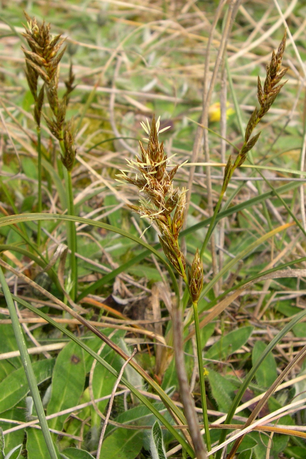 carex_arenaria2bmd